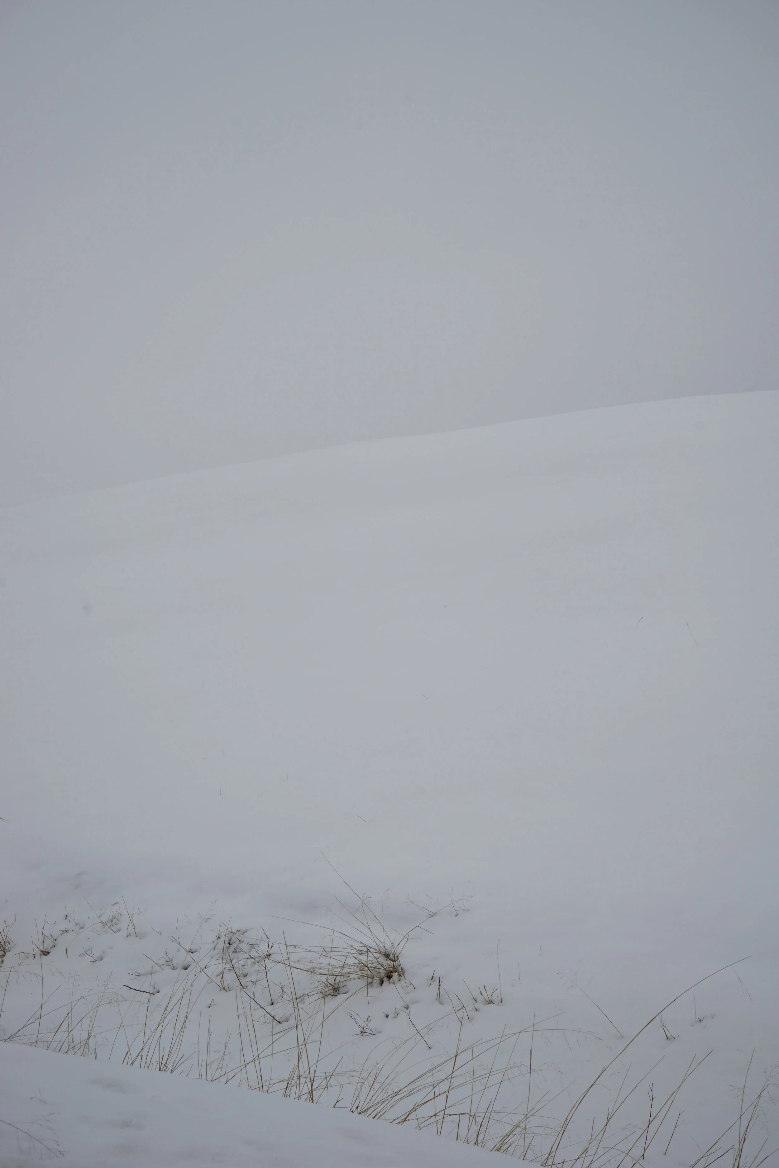 On White - 13.jpg
