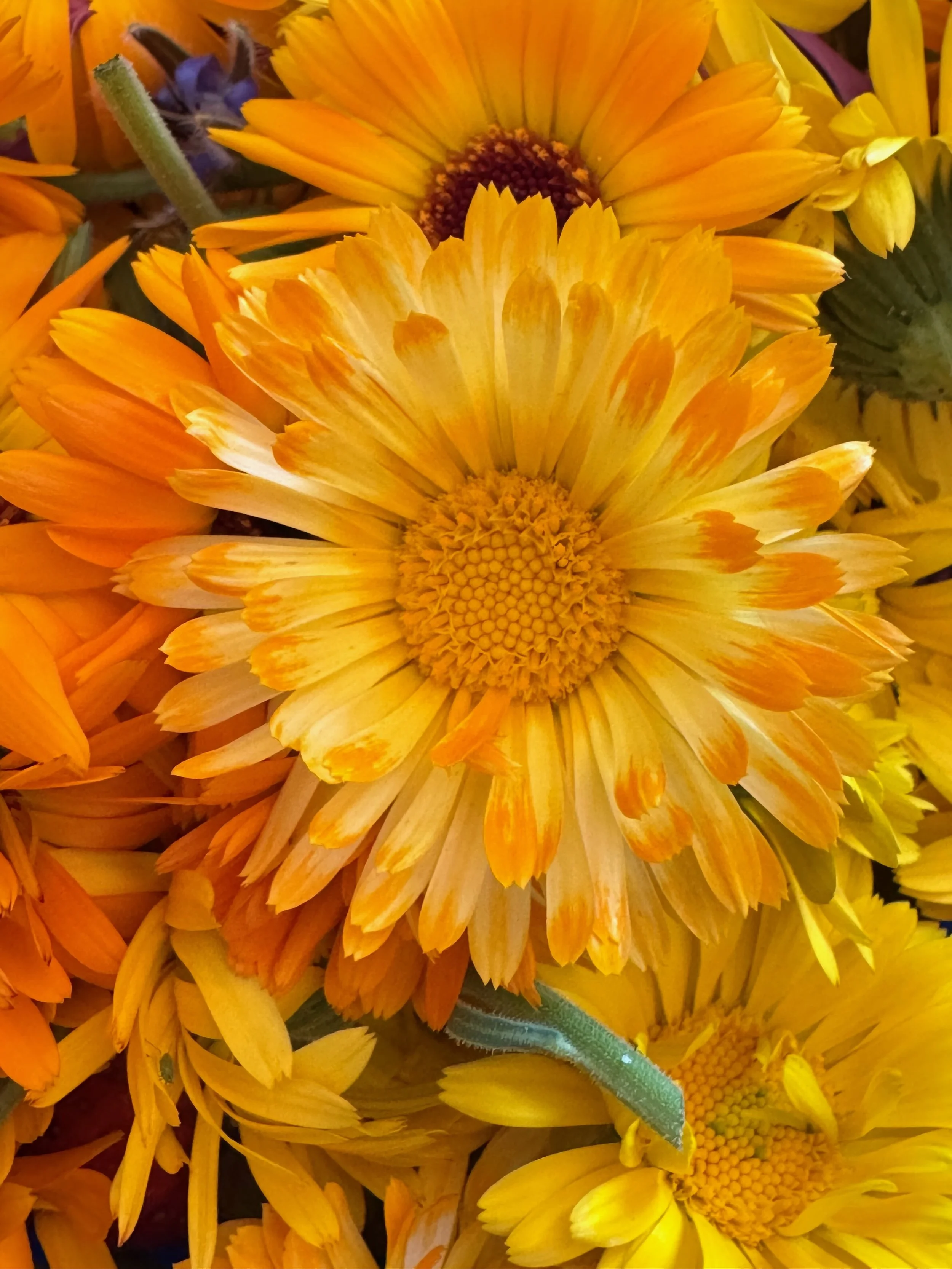 Calendula flowe.jpeg