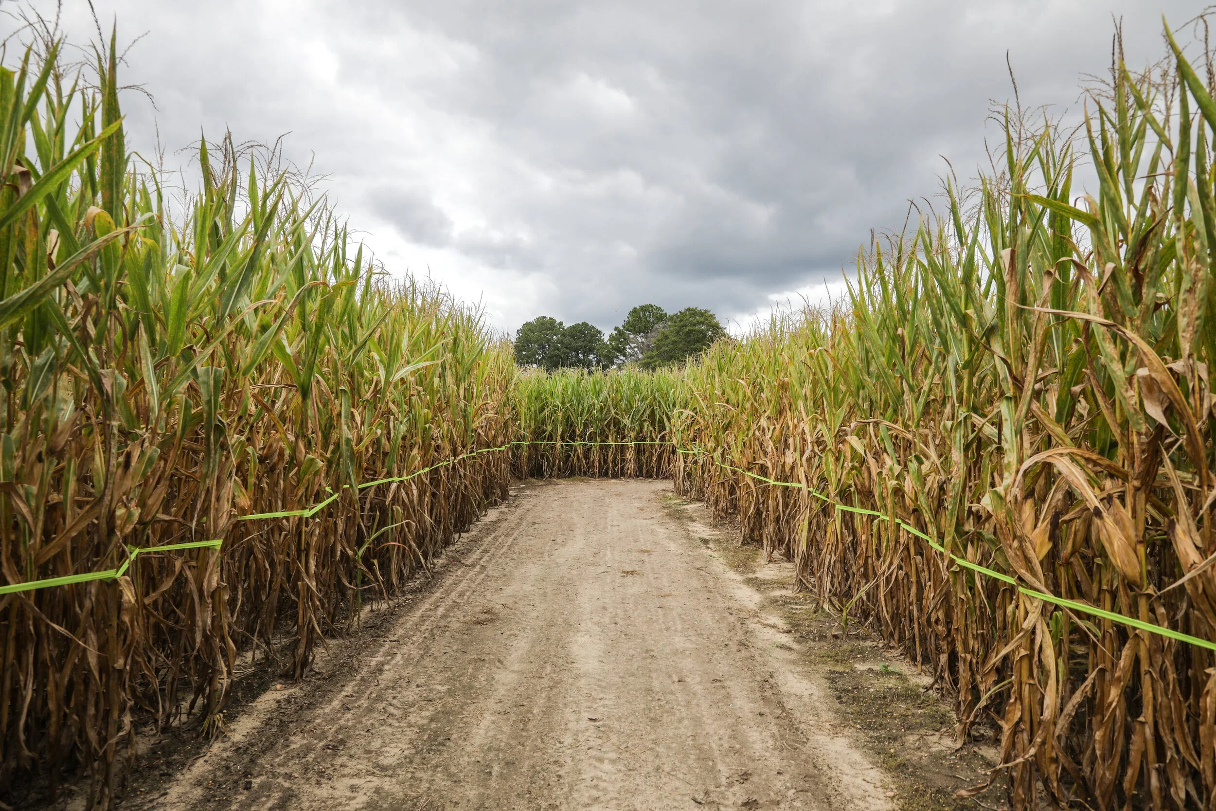 Ken's+Korny+Corn+Maze-7900.webp