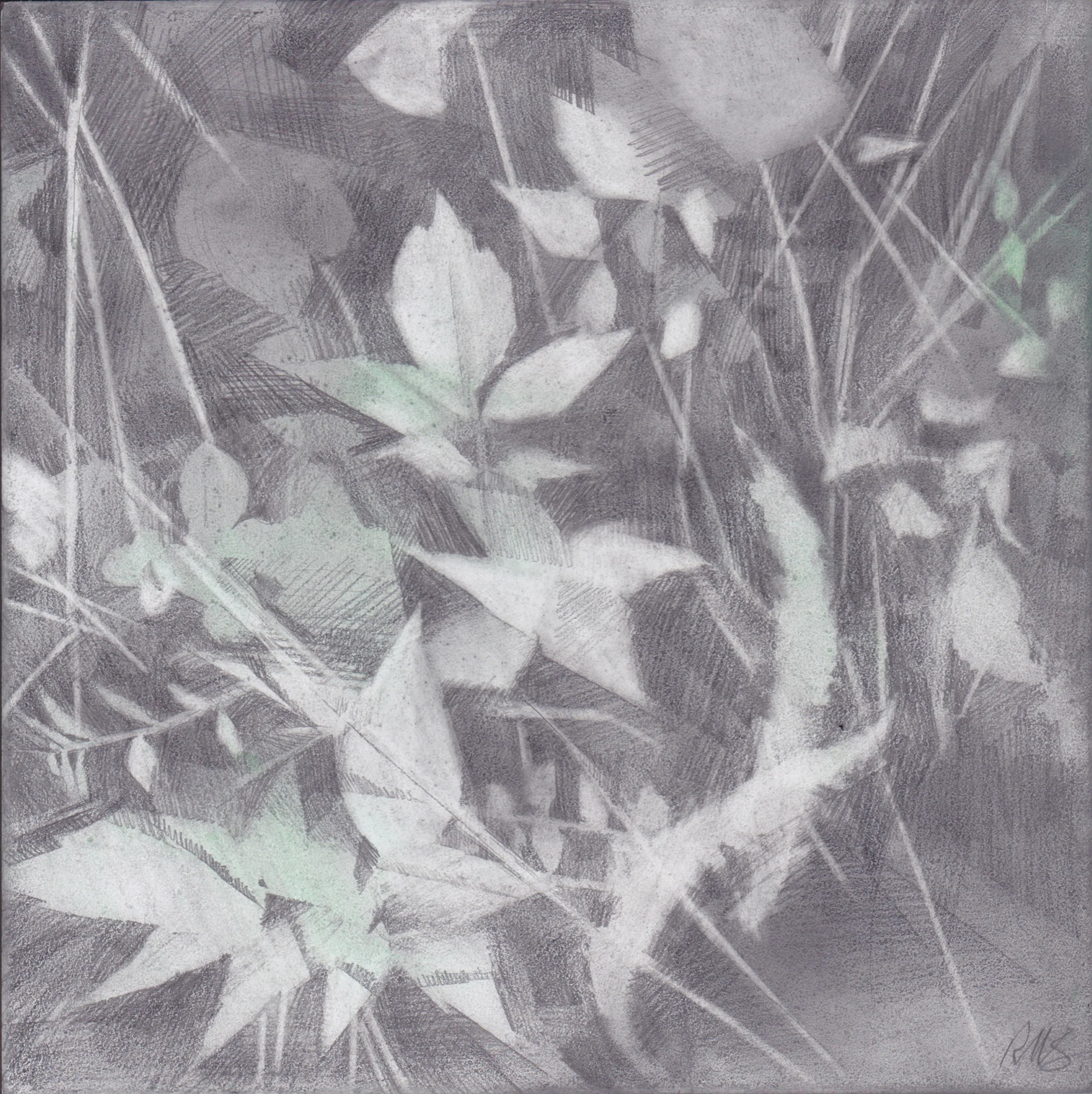 Oudolf Study. 2019, graphite and pigment on paper, 6 x 6 inches