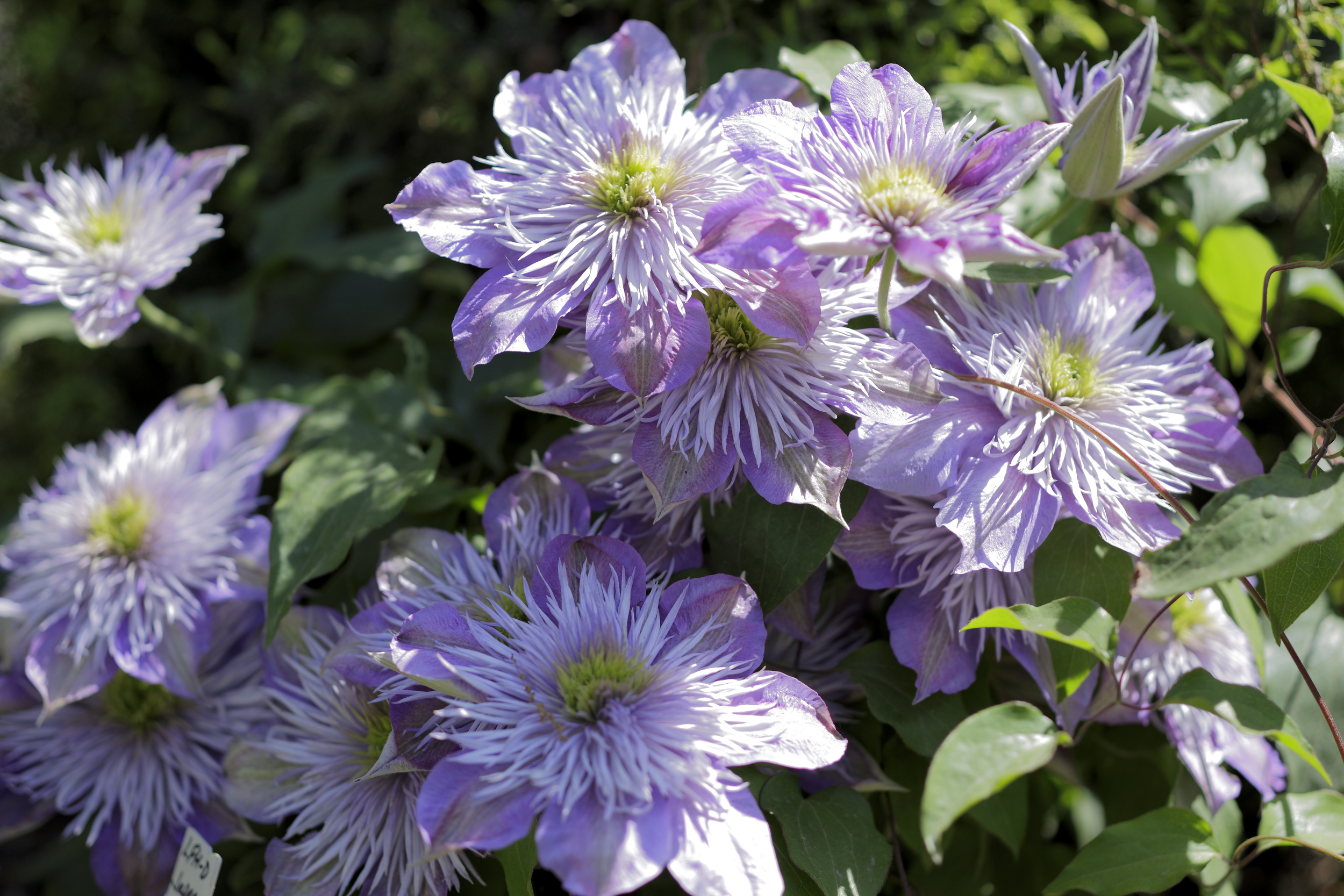    C.  'Fairy Blue'  CRYSTAL FOUNTAIN 