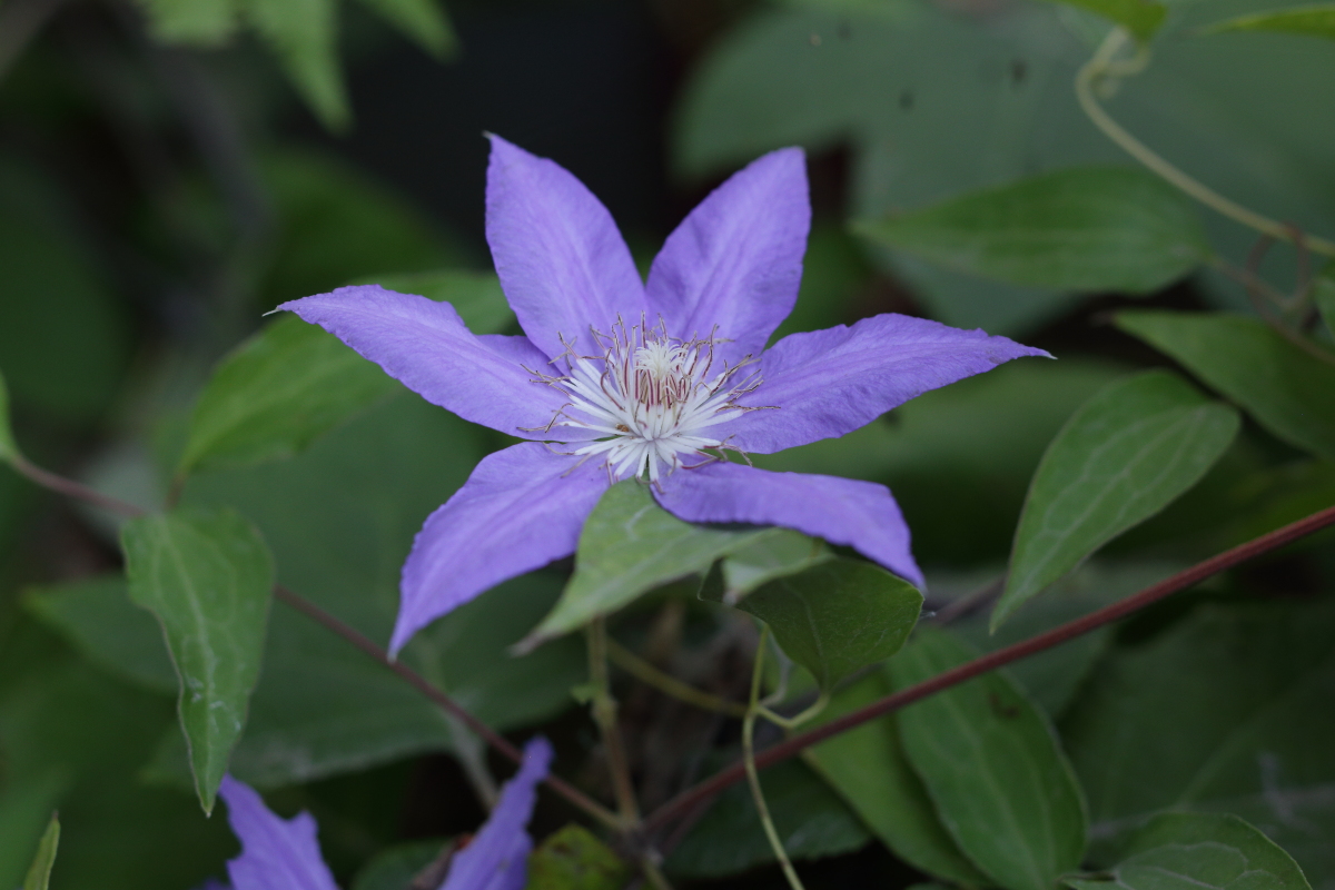    Clematis patens  from Manchurian seed  
