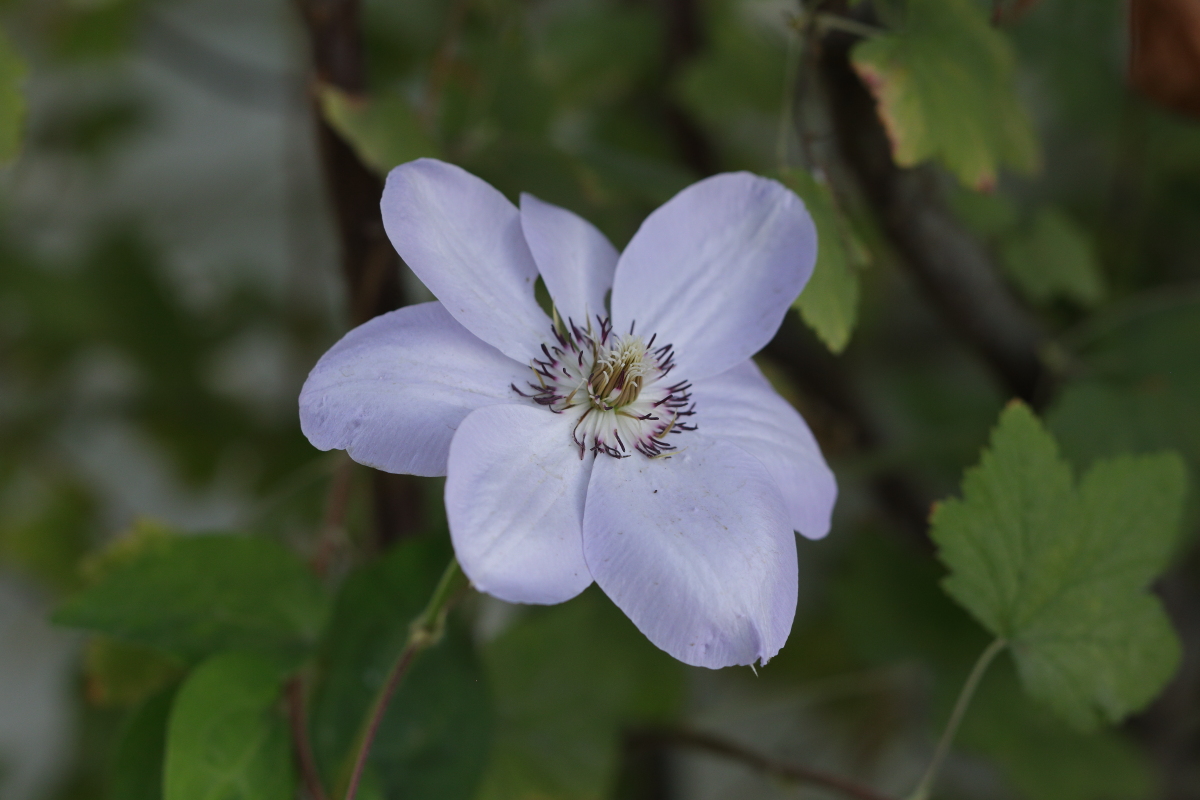    C.  'Kimiidera'  