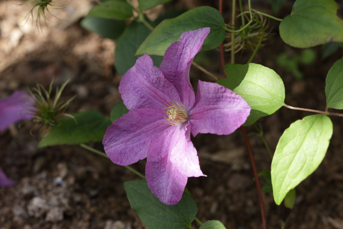    C.  'Comtesse de Bouchaud'  (pronounced "boo-show") 