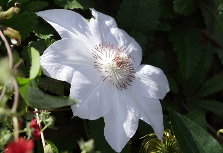    C.  'Halina 'Noll'  