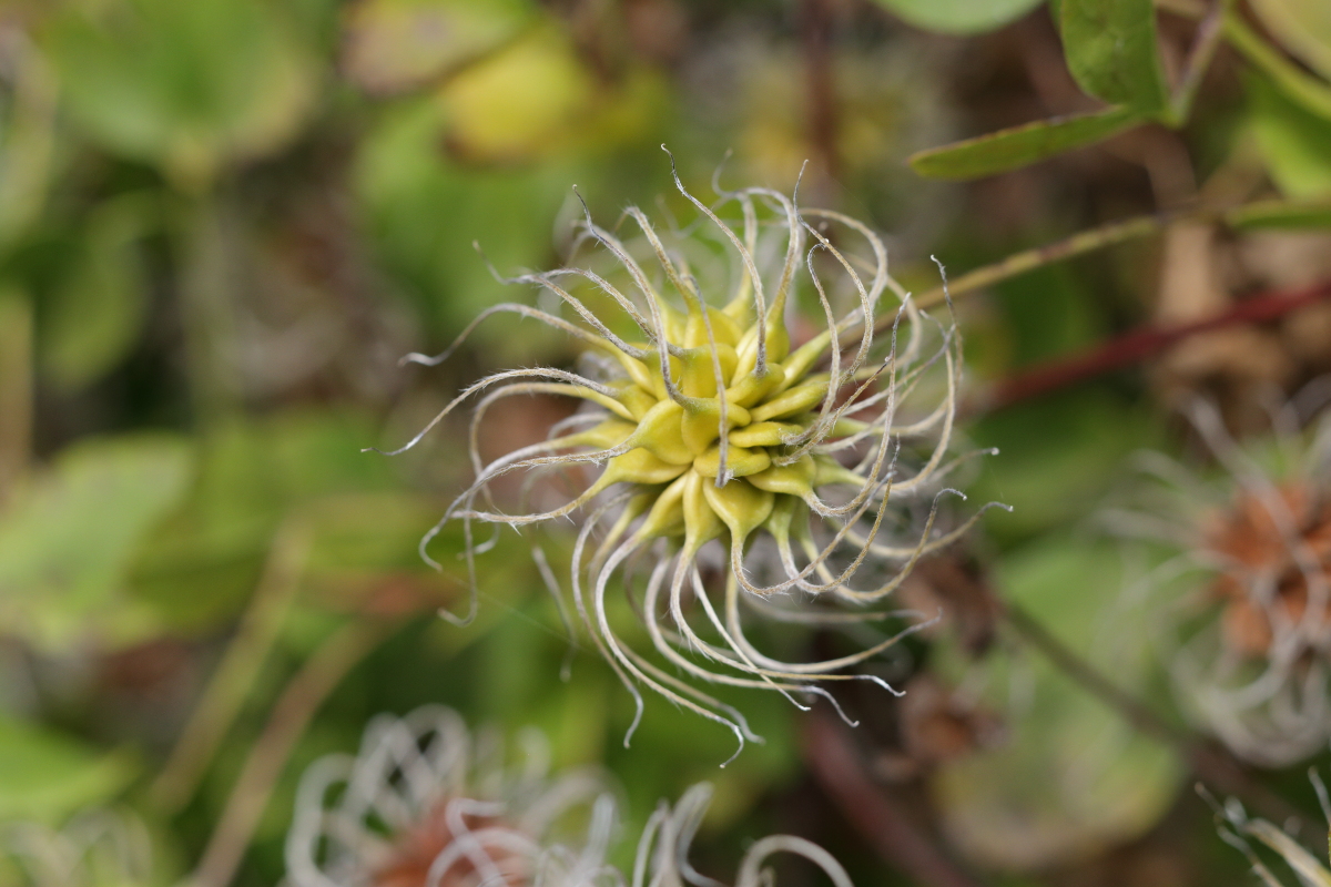   Large-flowered hybrid seed head  