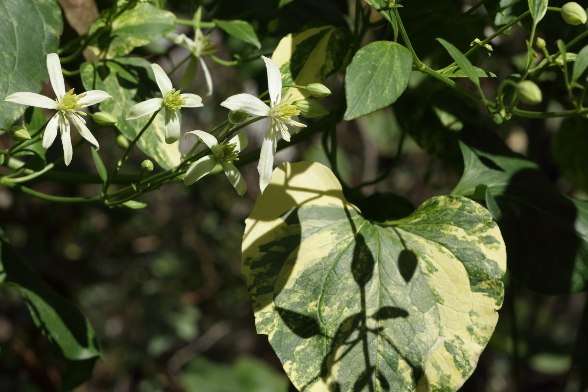    Clematis triternata  var.  variegata   (Japan via Hinkley) 