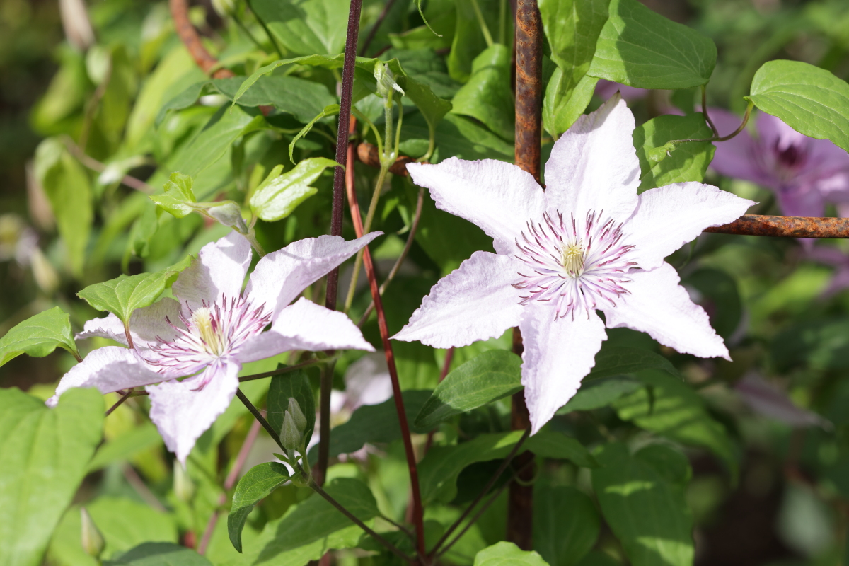    C.  'Hagley Hybrid'  