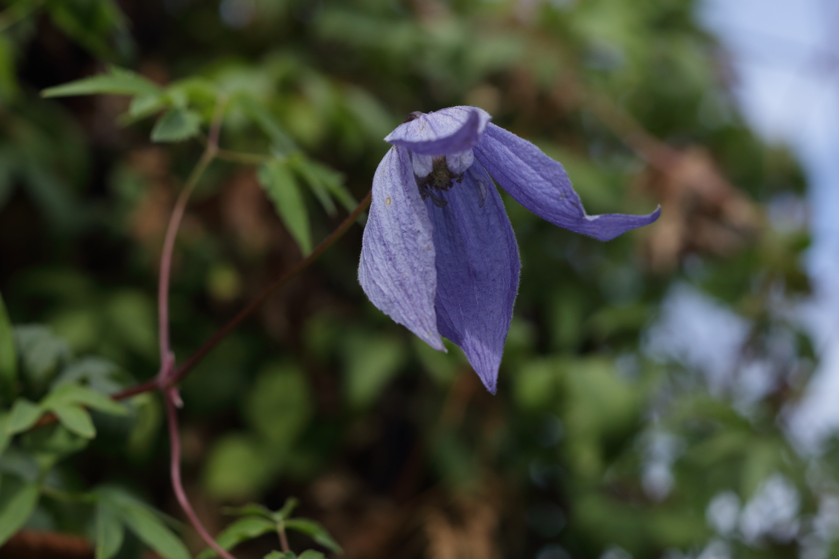    Clematis alpina  'Pamela 'Jackman'  