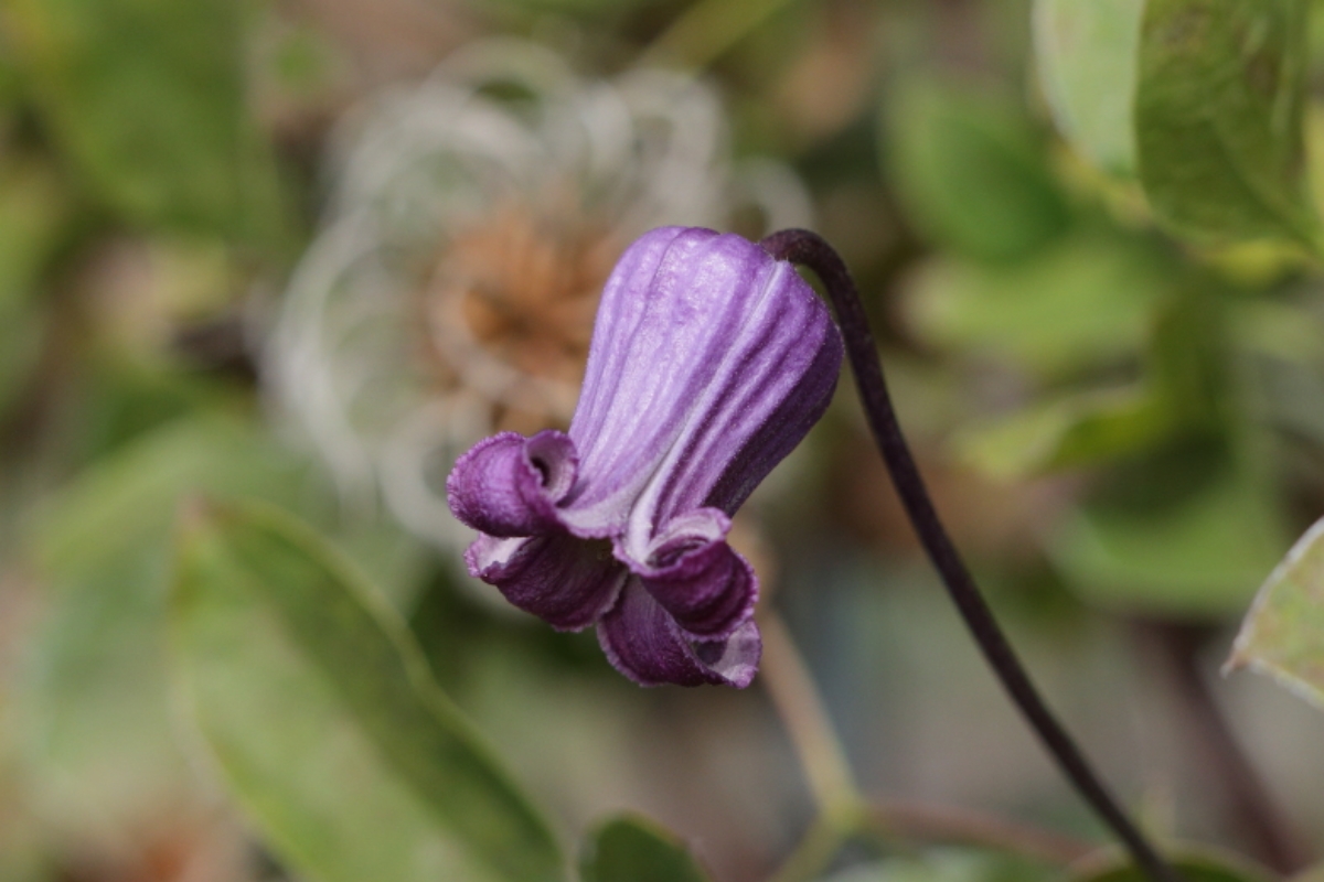    Clematis pitcheri  wild-collected, Austin TX  