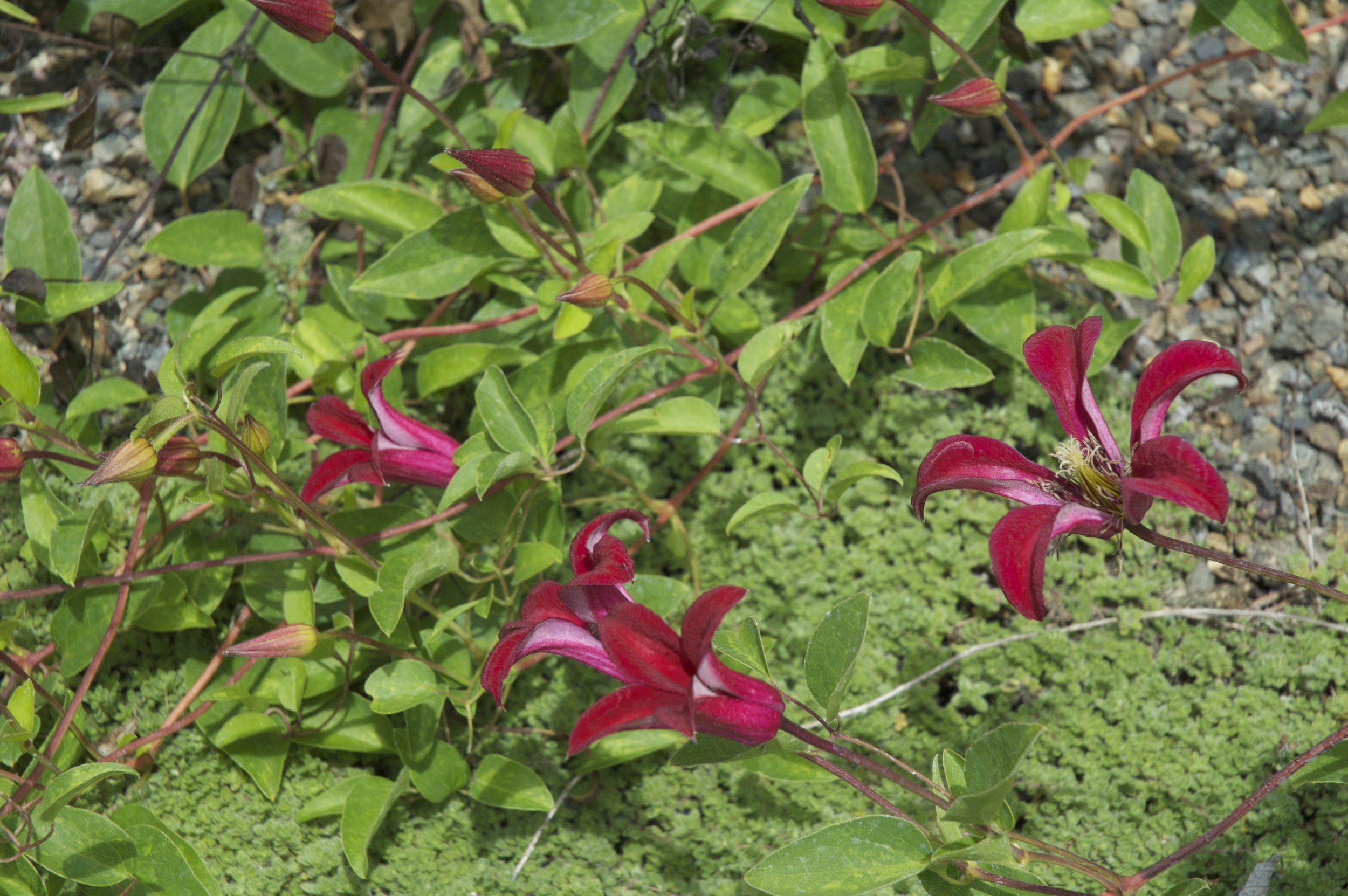 A poster child for heat loving clematis, 'Gravetye Beauty'.