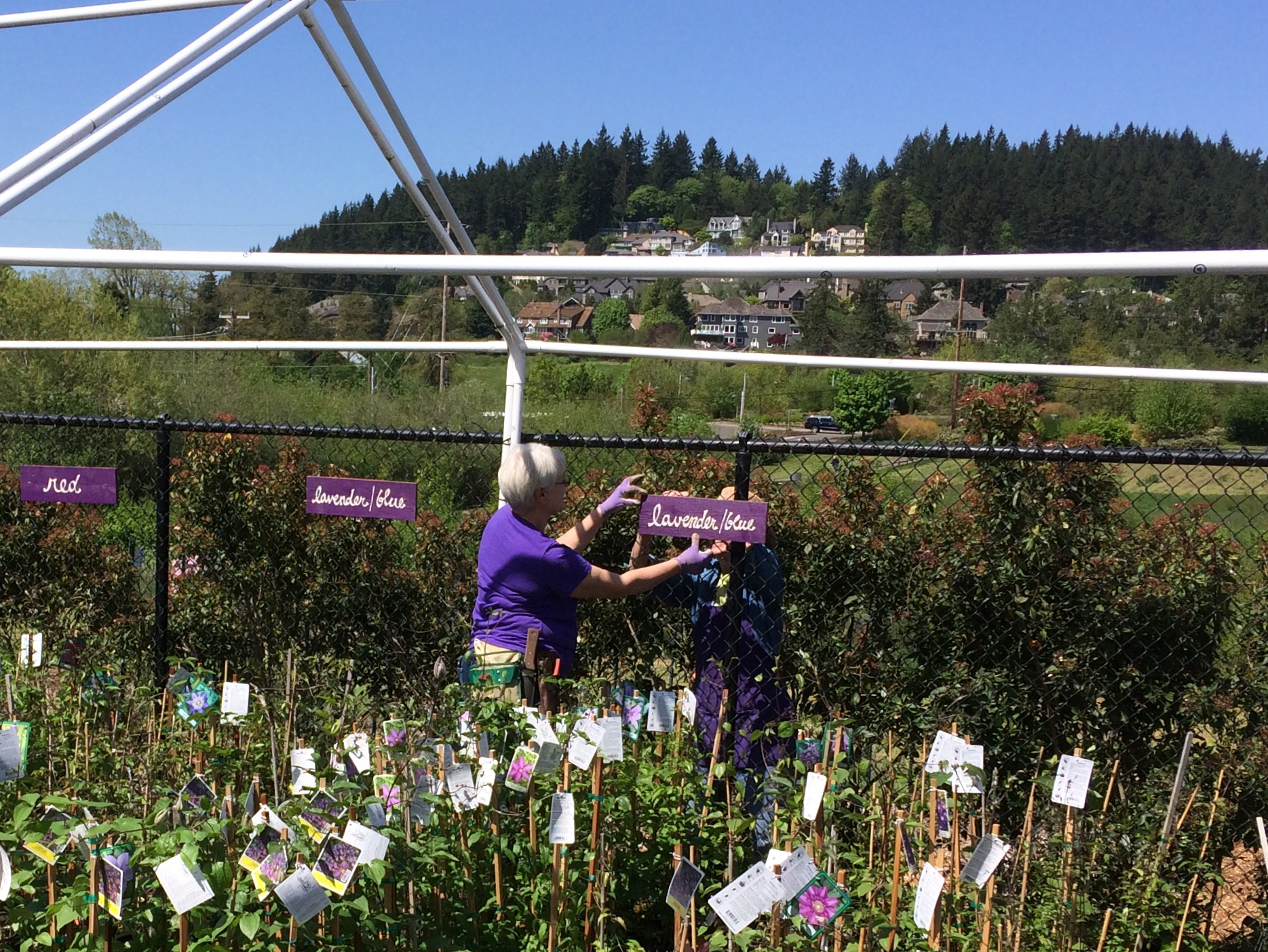 Volunteers hanging signs for the terrace sales area. Even the signs were made by one of our volunteers! Thanks, Laura Cox!
