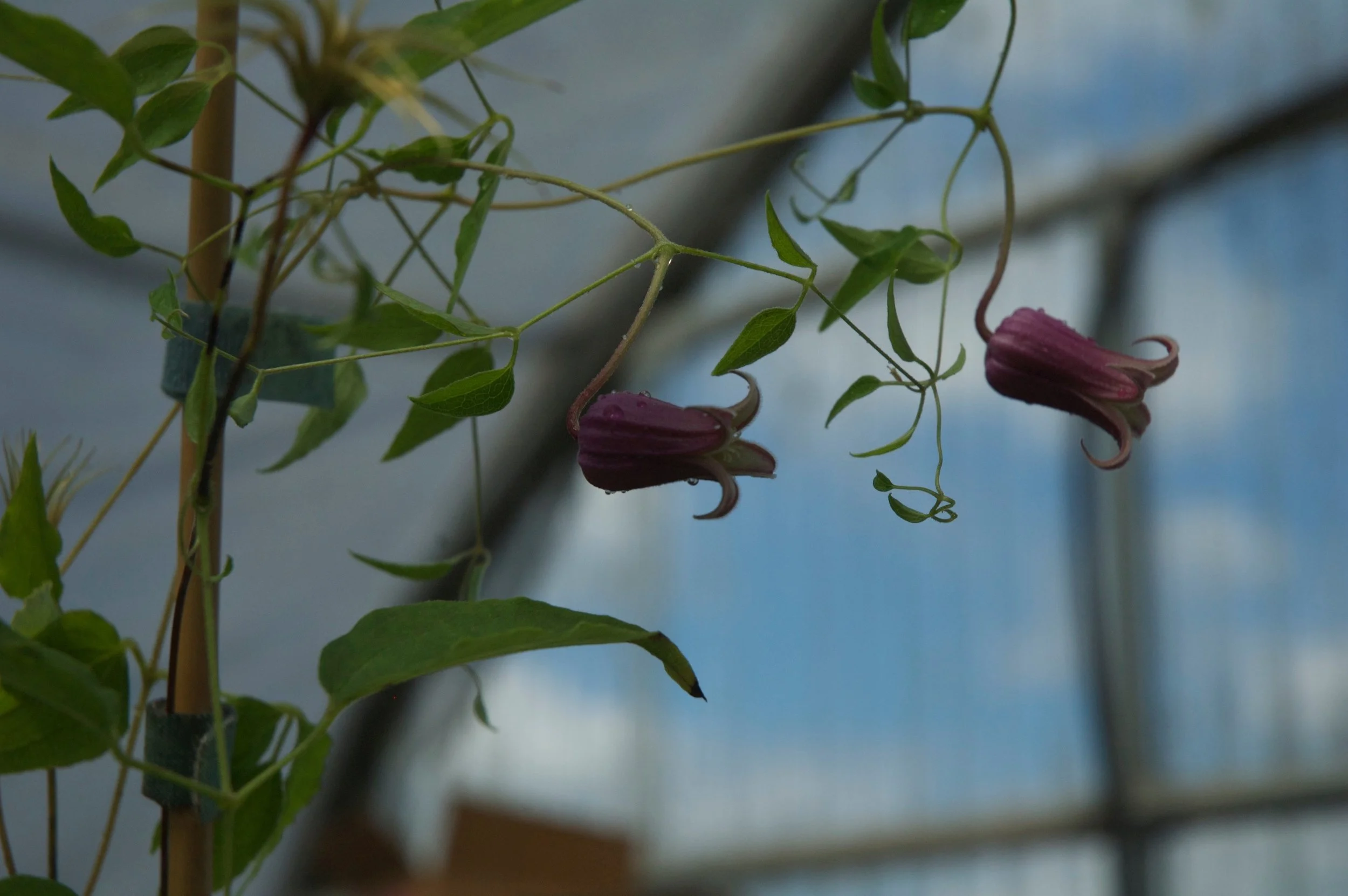 Clematis vinacea was originally misrepresented on herbarium specimens as C. crispa . They look nothing alike—the flowers of C. vinacea are much more tailored—and this plant does not want soggy feet. Average soil moisture is advised.