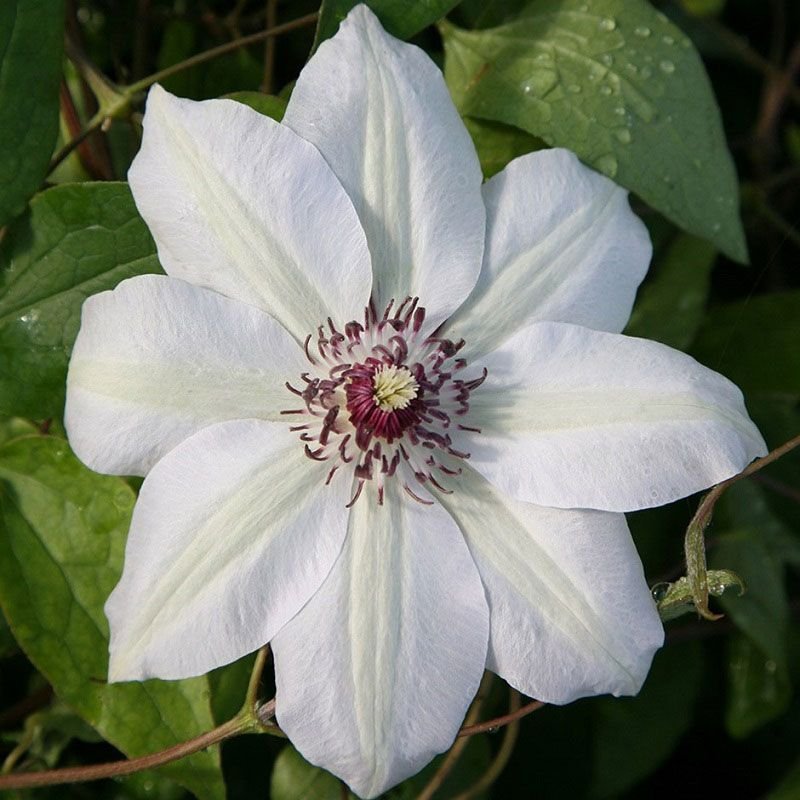 clematis_missbateman.jpg