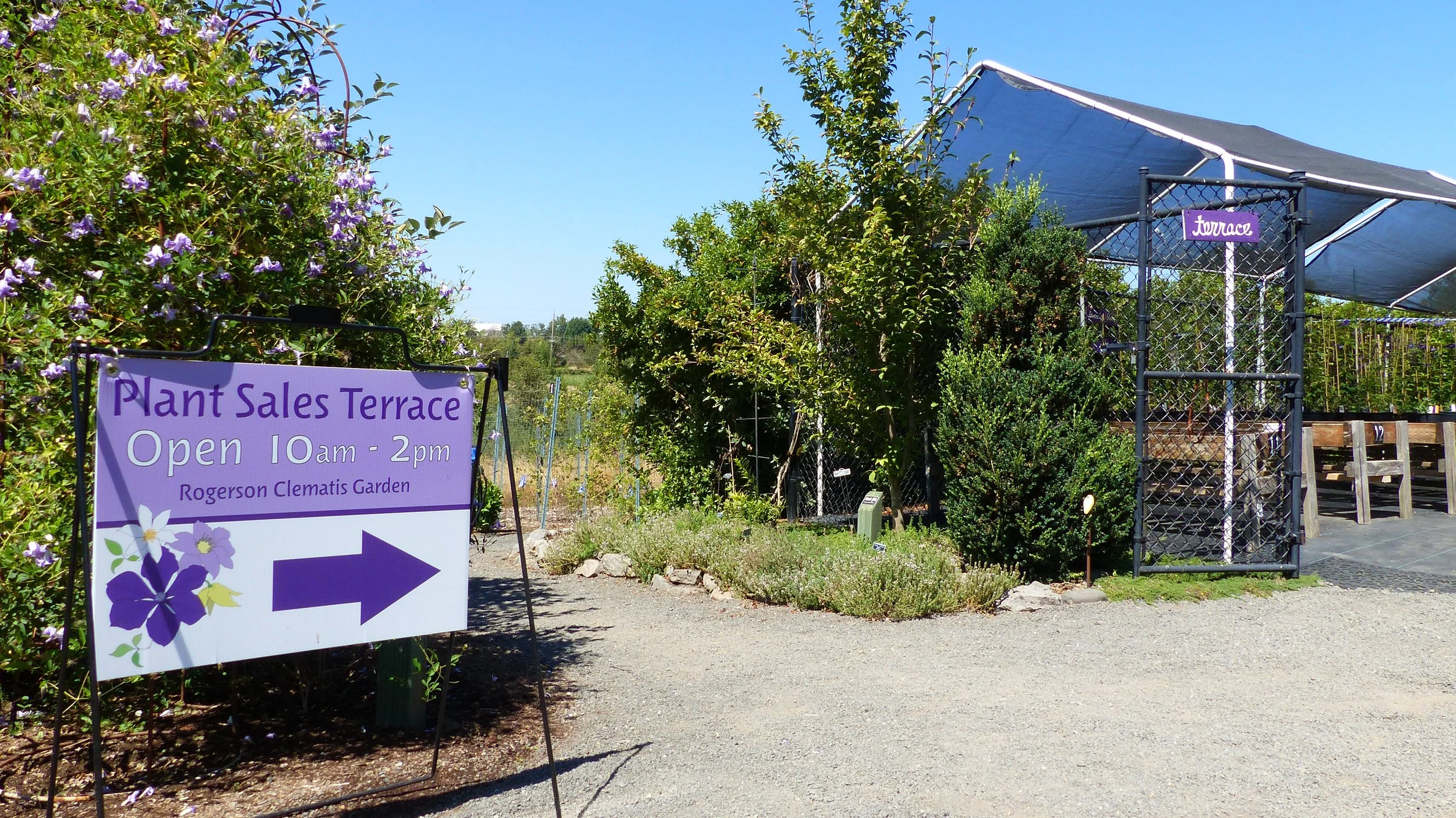 Terrace Plant Sales Begin!