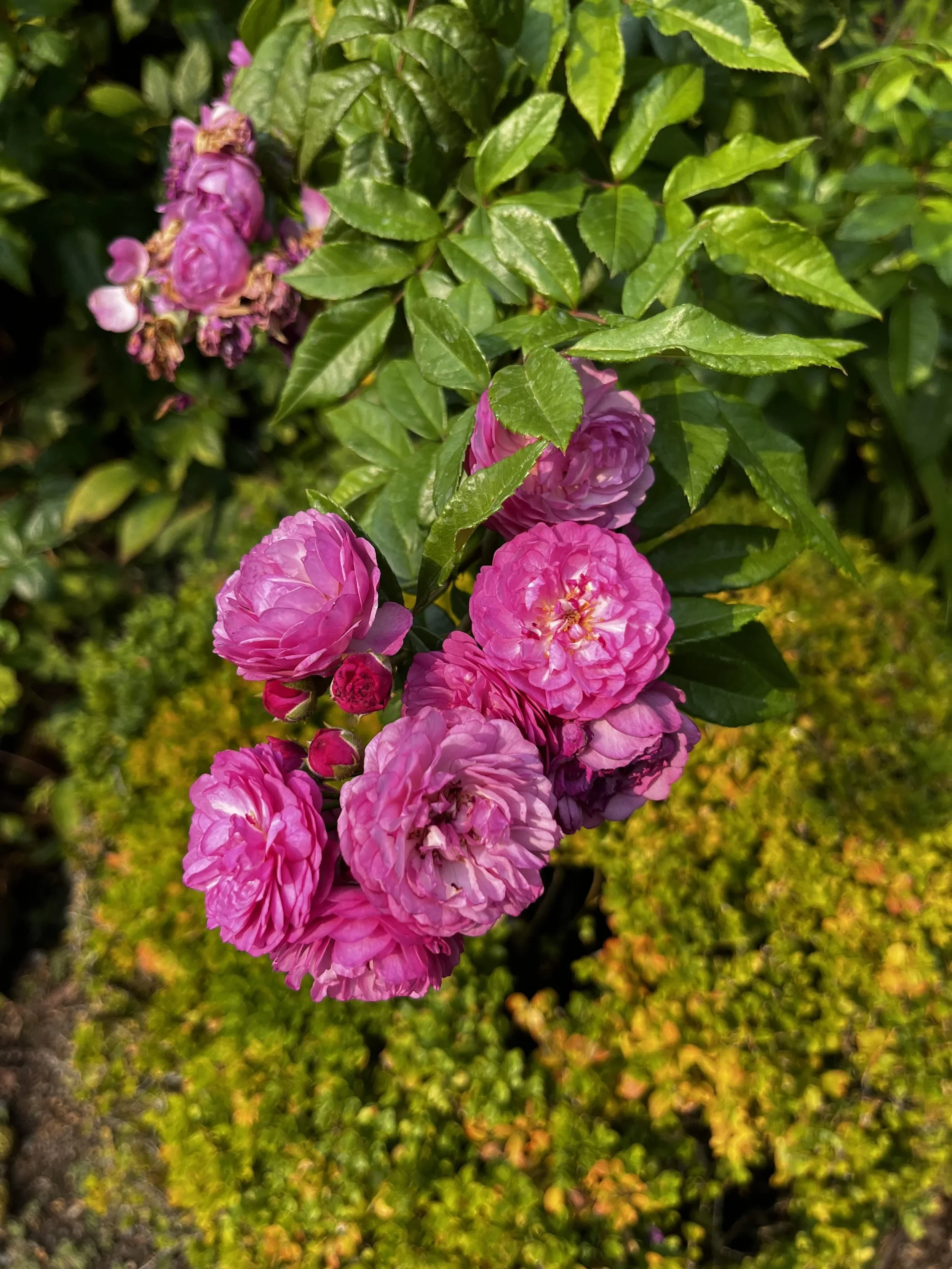 Old Garden Roses