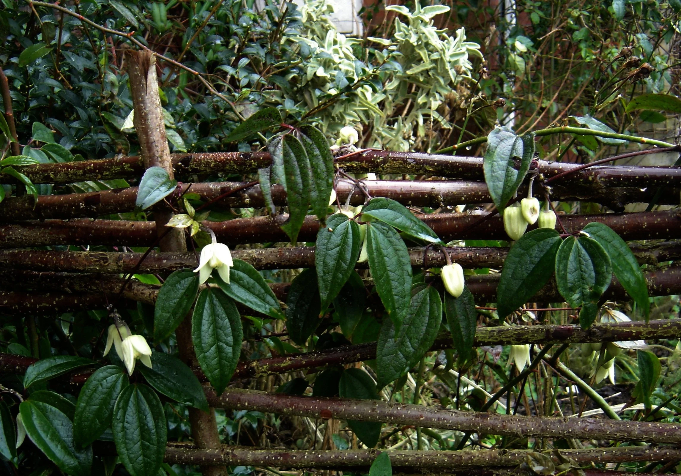 Clematis_urophylla.jpg