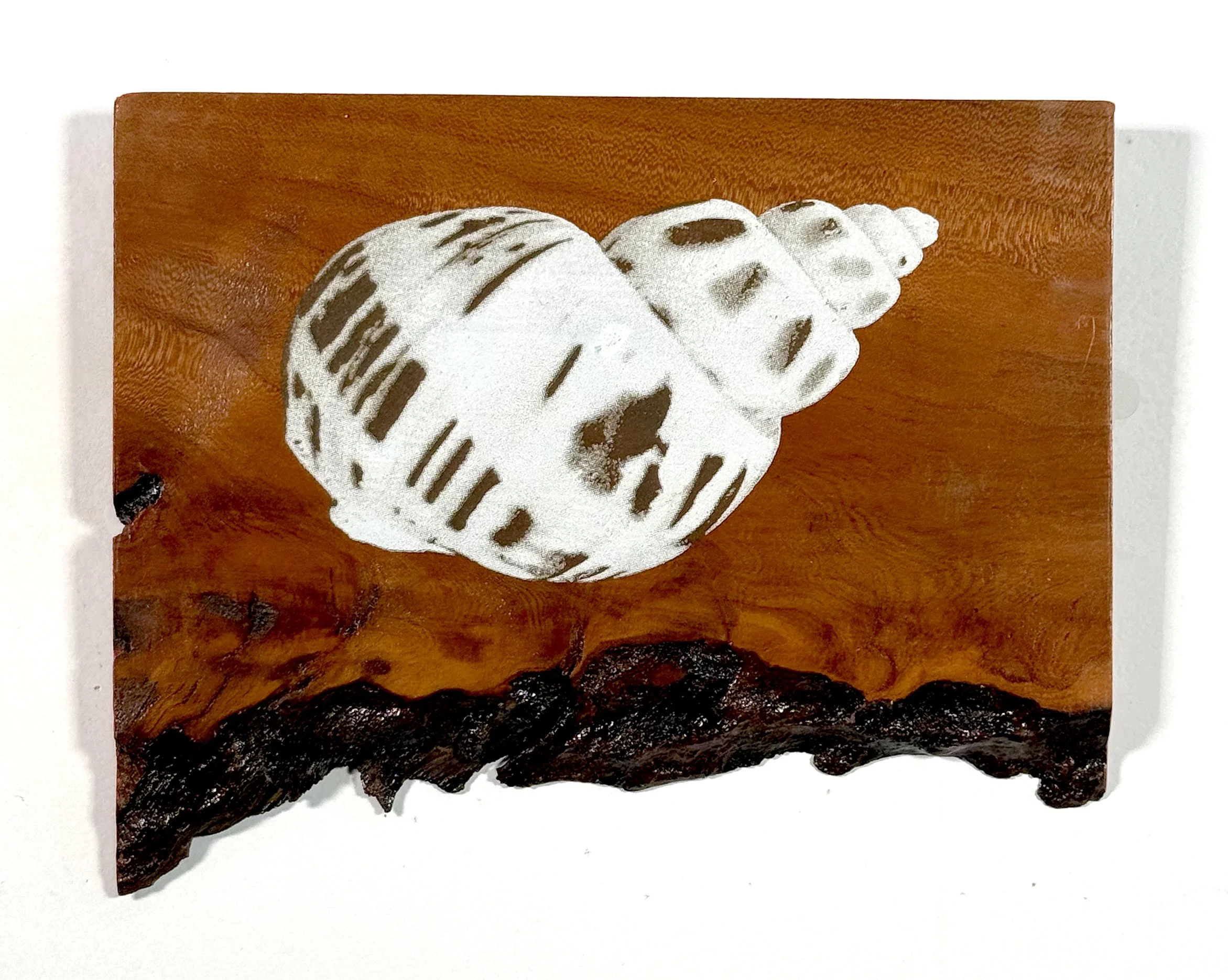 Babylonia areolata (2022)
Screen print on reclaimed wood
9"x7.25"
1/1