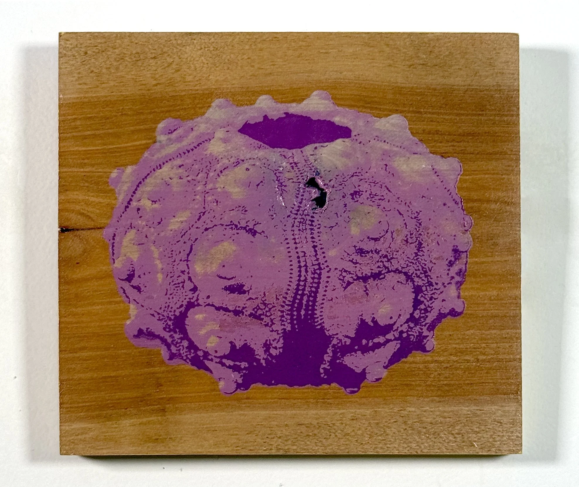 Phyllacanthus imperialis (2022)
Screen print on reclaimed wood
7.25"x6.5"
1/1