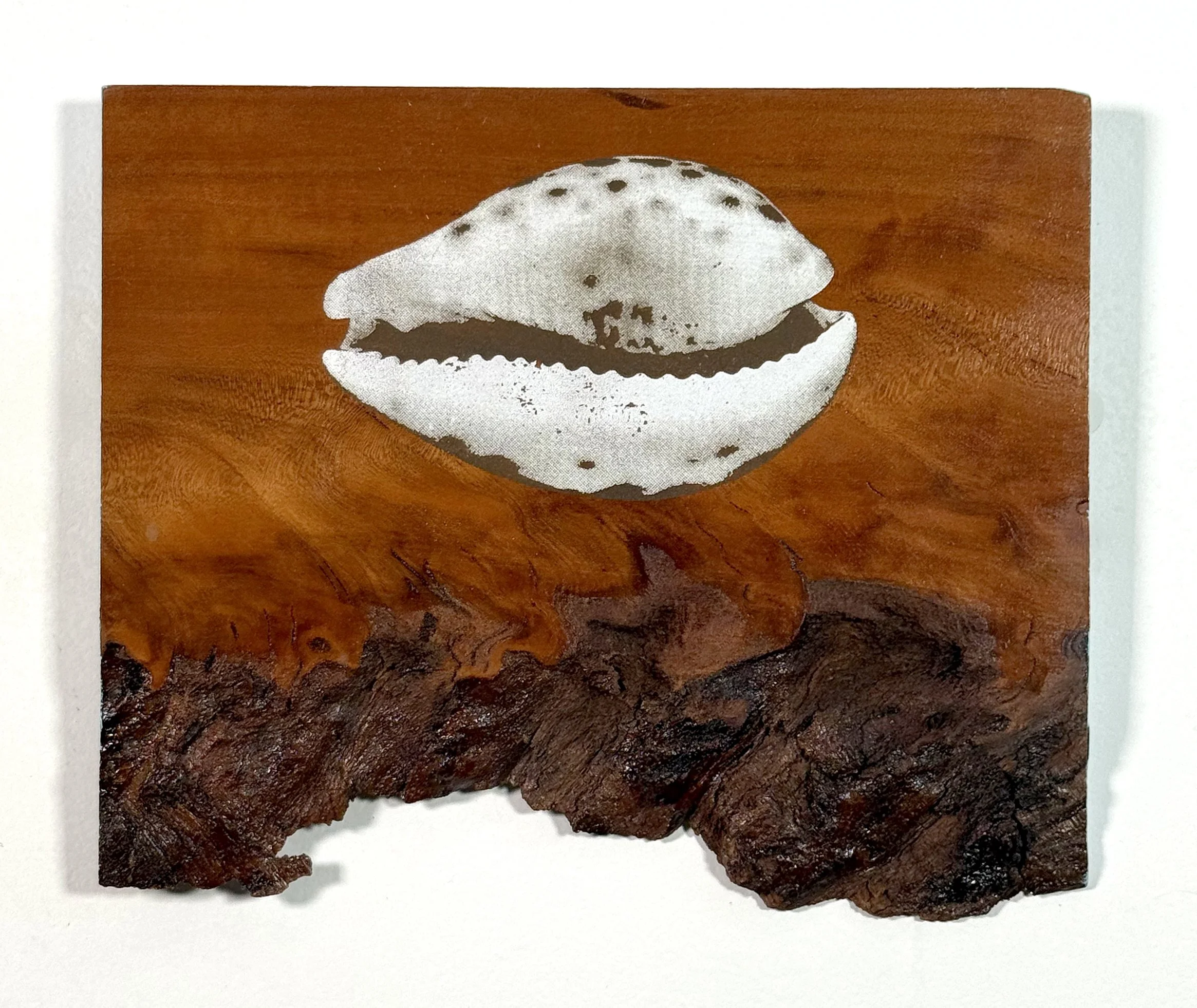 Cypraea tigris (2022)
Screen print on reclaimed wood
9"x7.5"
1/1