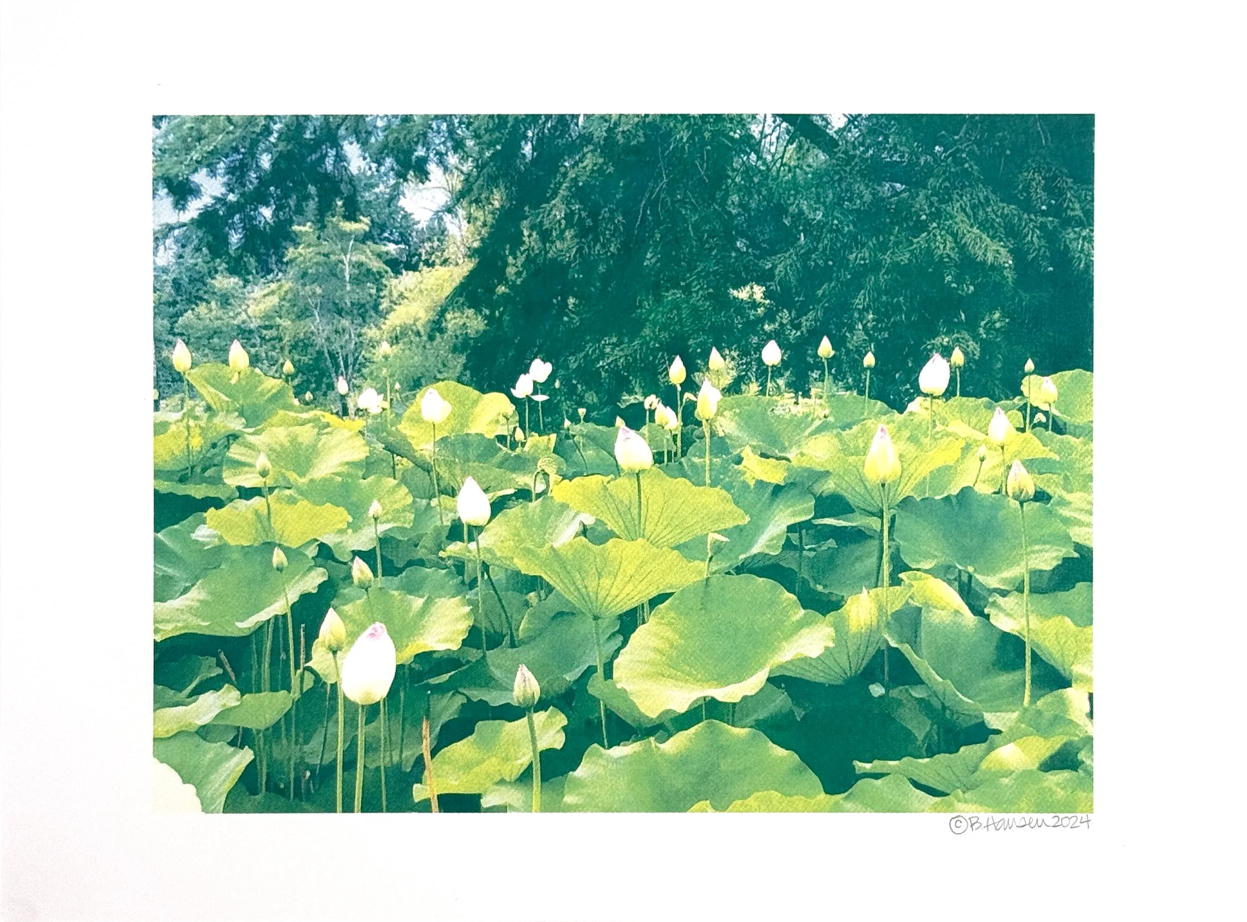 Kenilworth Lotuses (2022)
Screen print
12"x16"
Open Edition