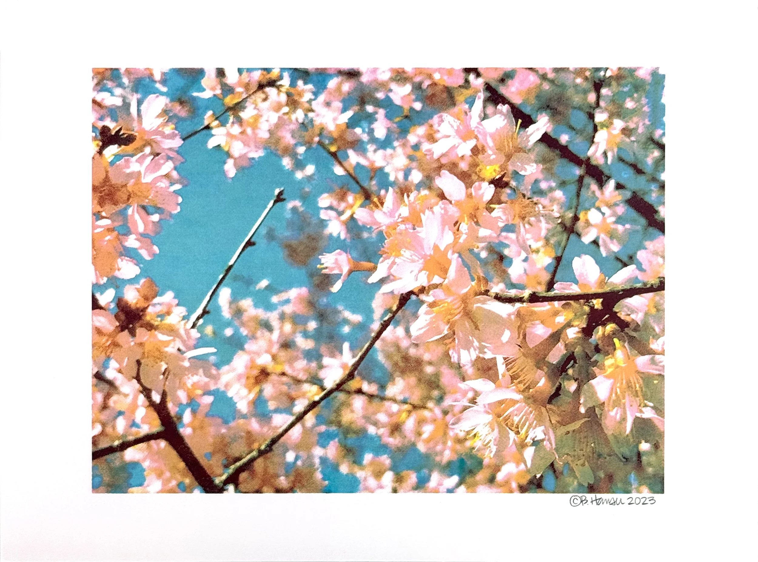 Cherry Blosssoms (2021)
Screen print
12"x16"
Open Edition