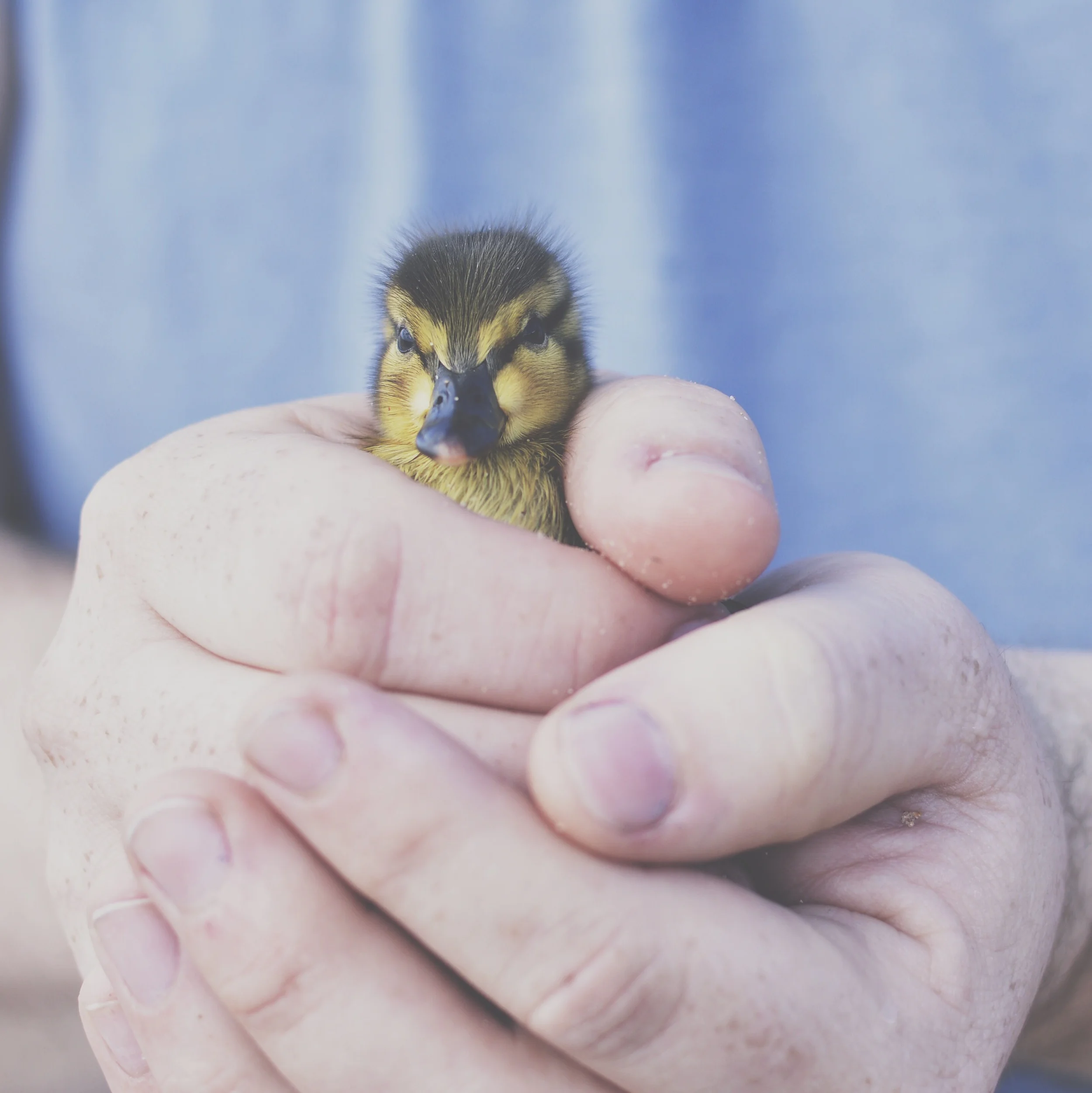 Rescuing ducklings.