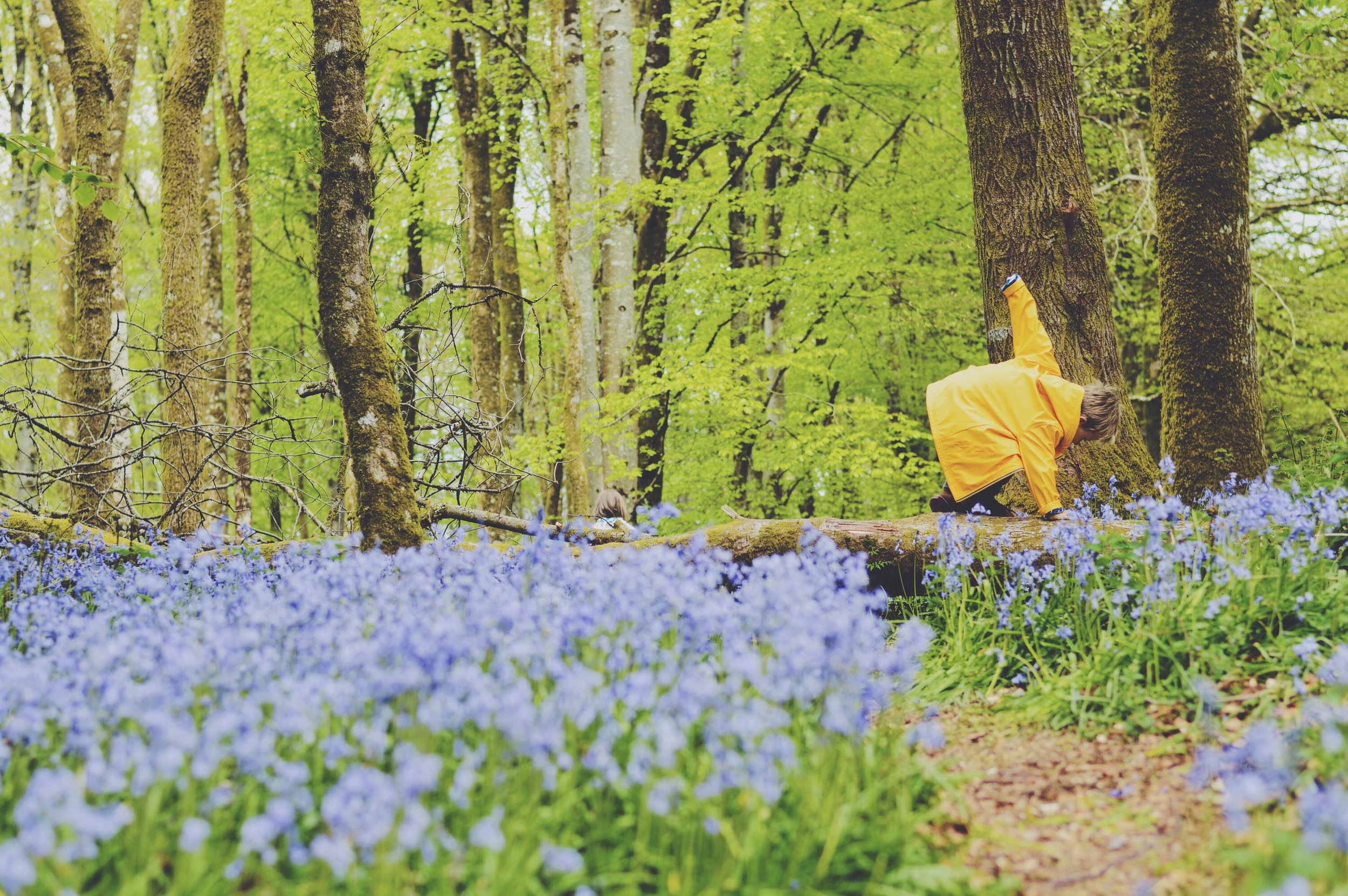 Exploring the bluebells in his Hatley raincoat.