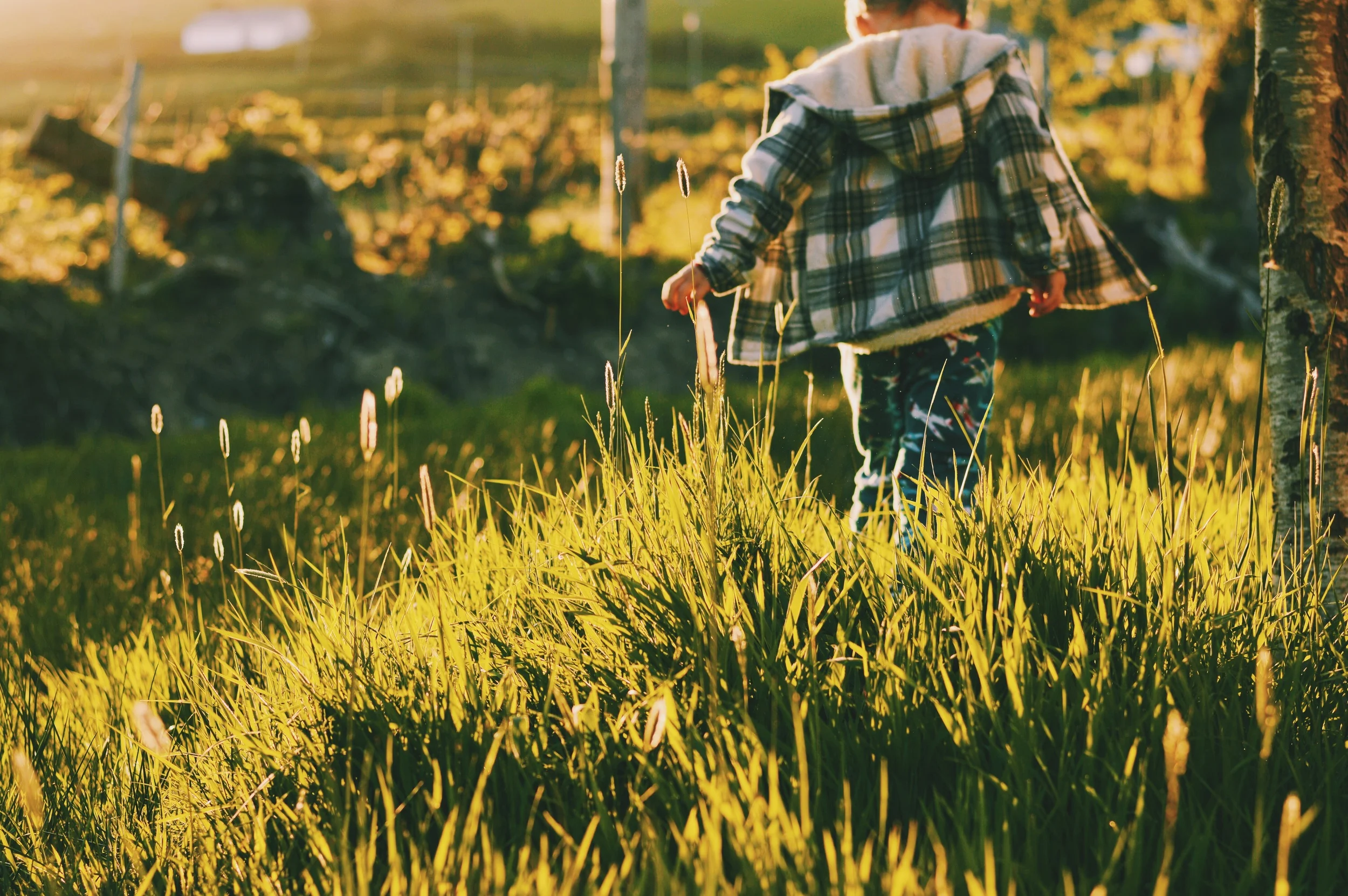Run through a meadow