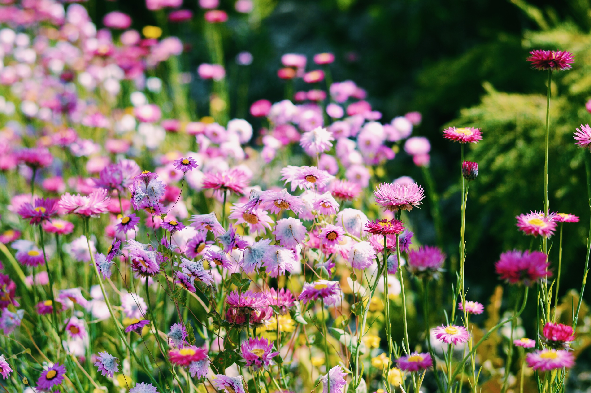 Identify flowers