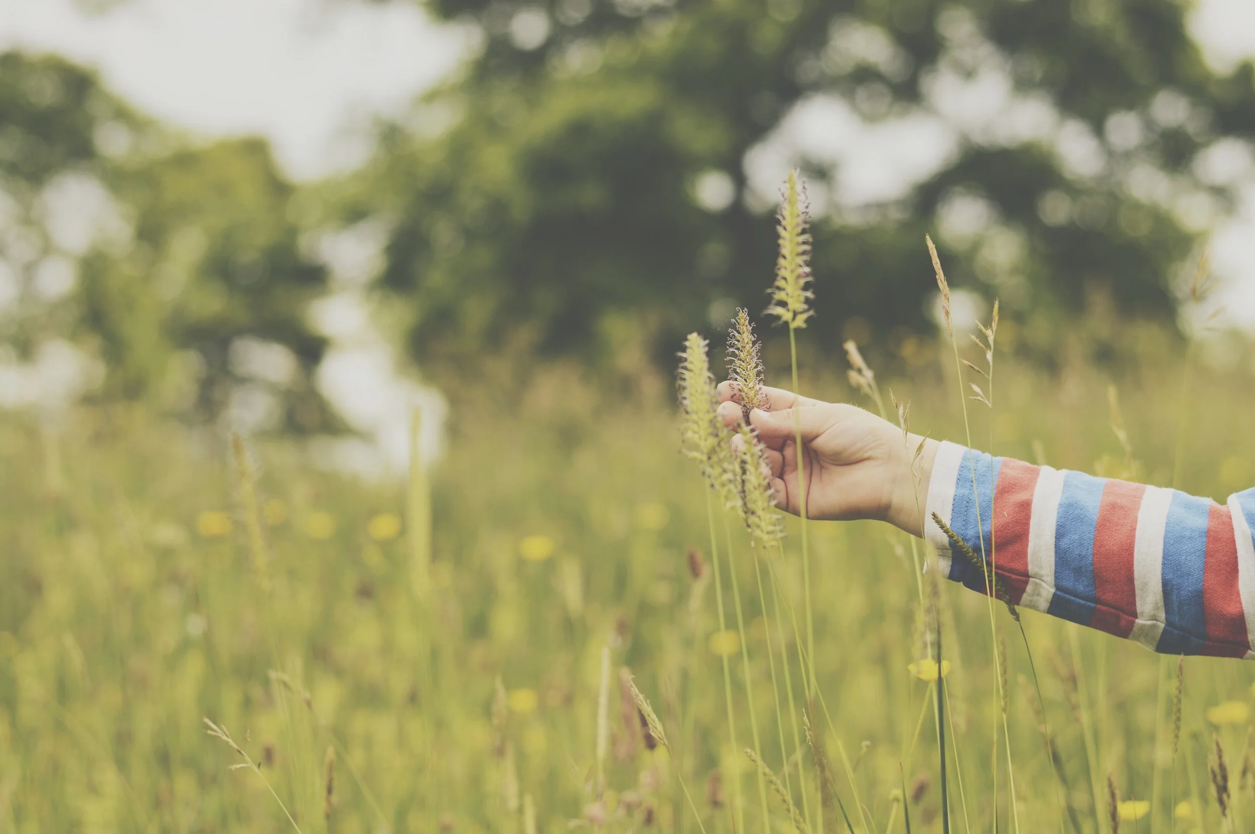 Exploring the meadow.