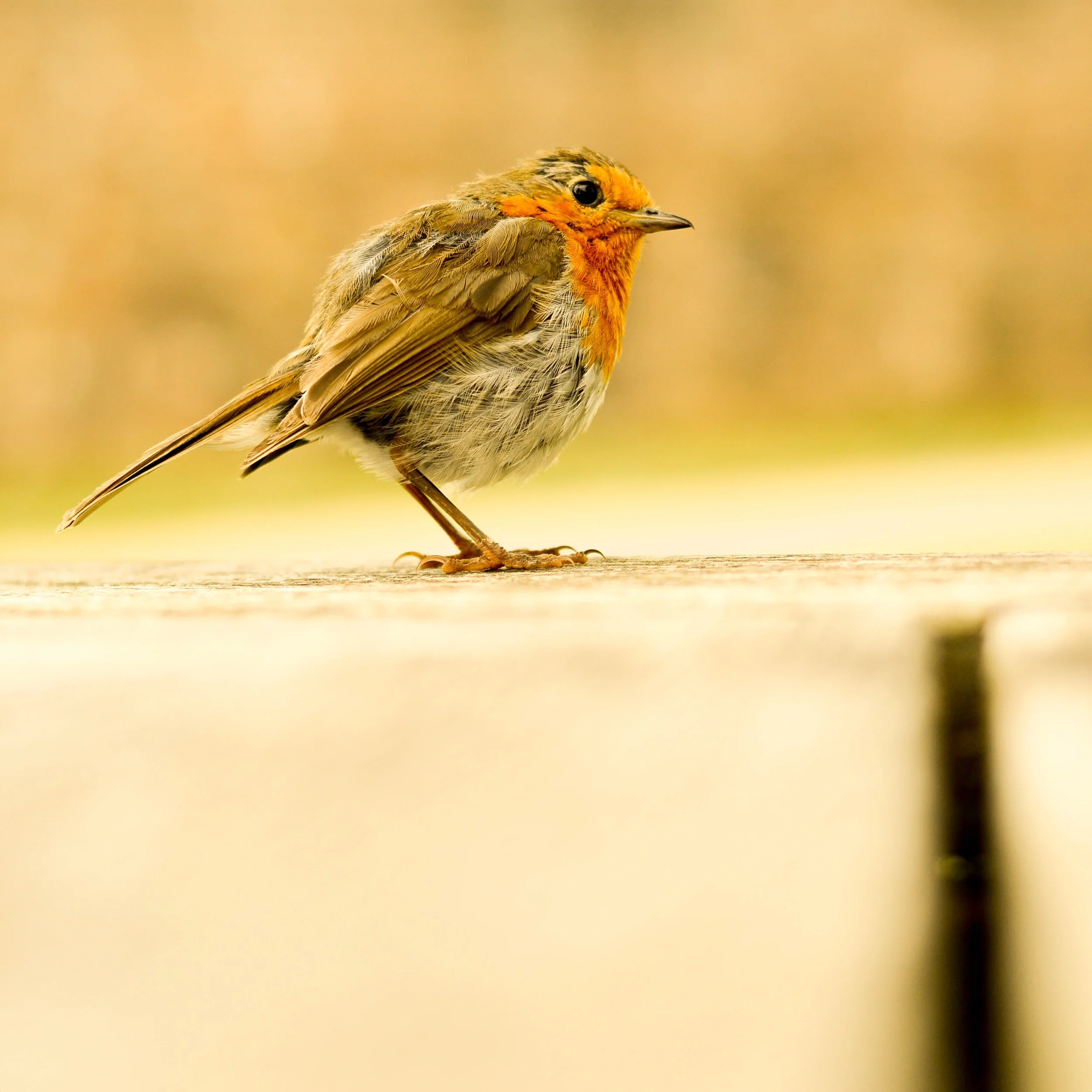 The friendliest Robin at the Botanic Gardens.
