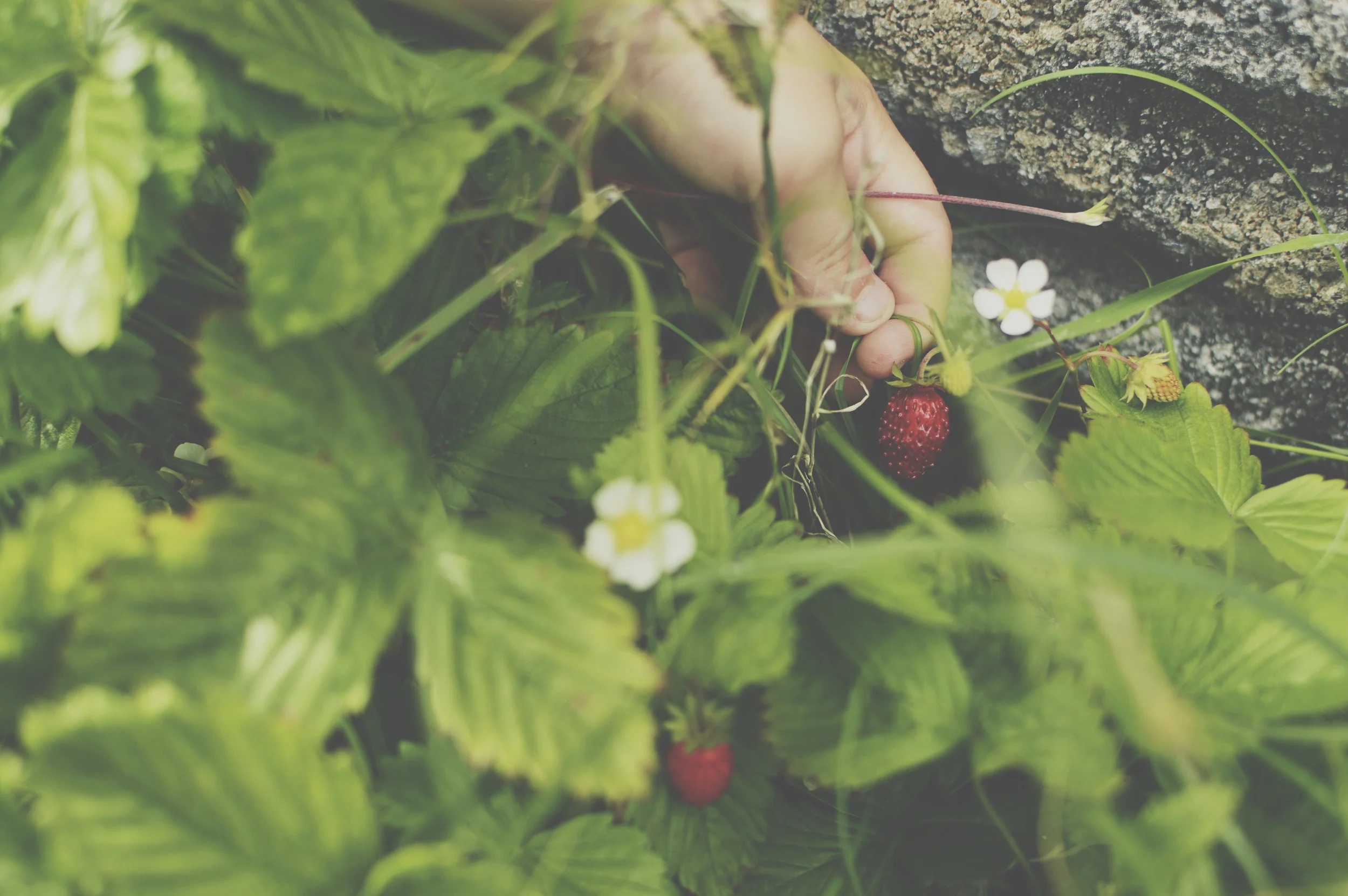 We found strawberries growing in our garden. 