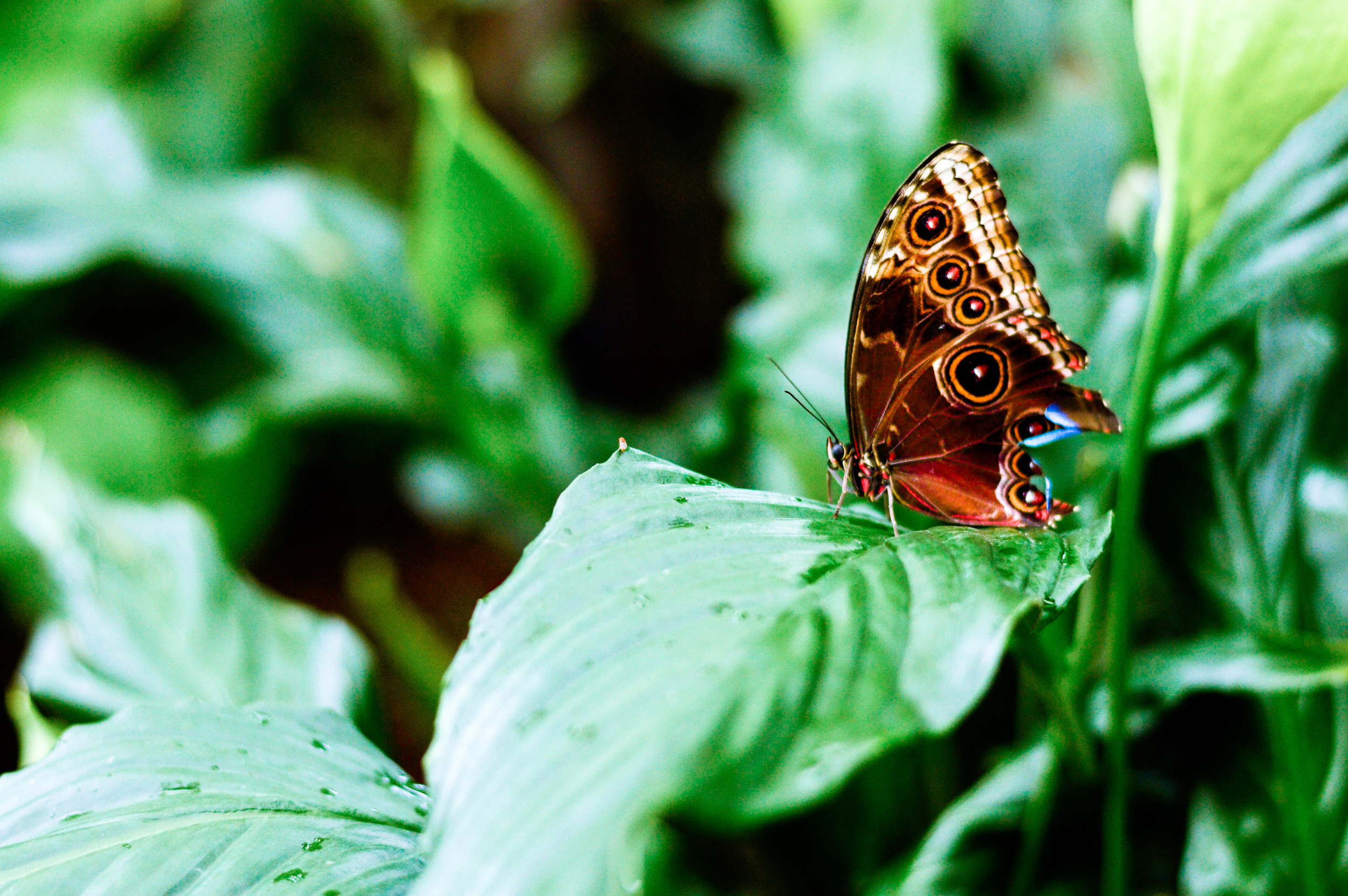 In the Butterfly House at The Botanic Gardens.