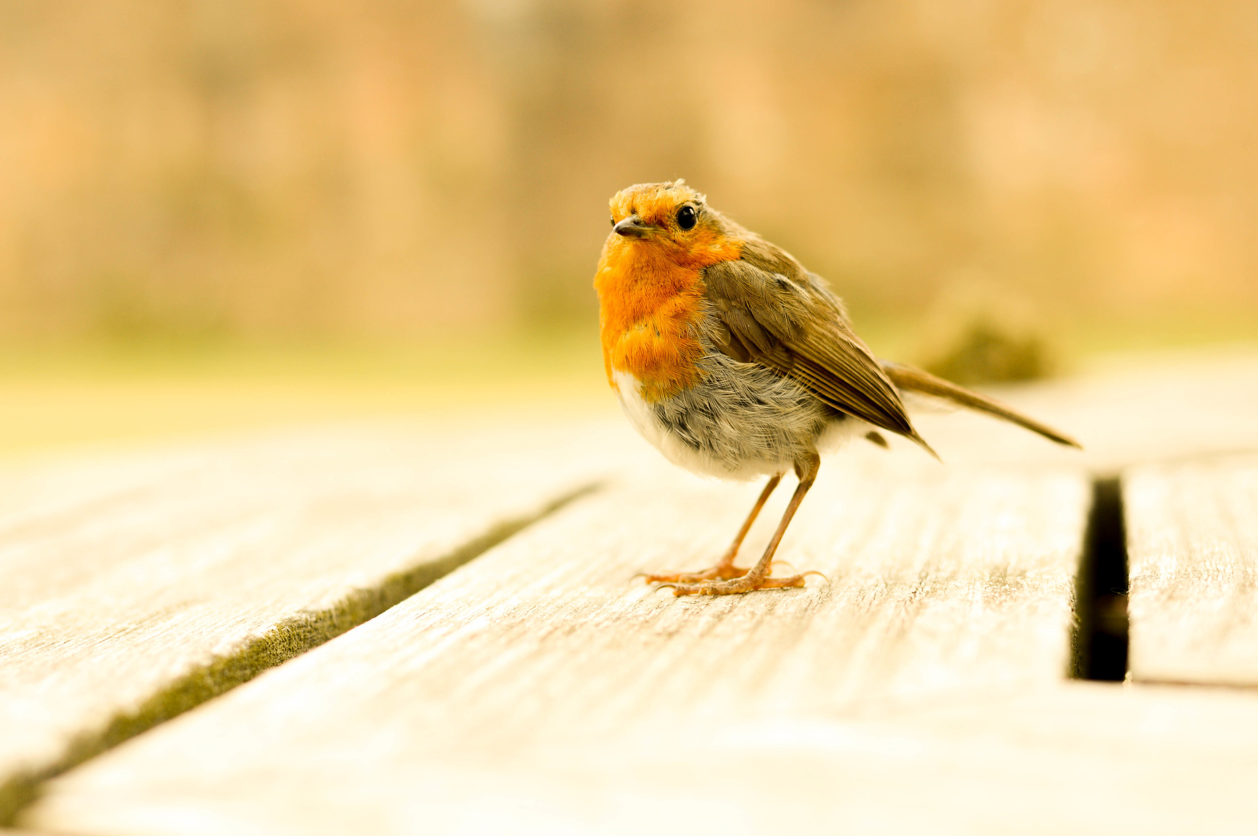 The friendliest Robin.