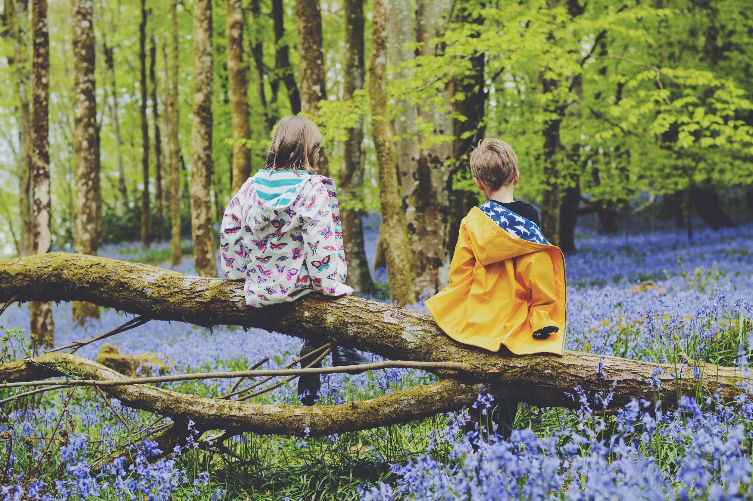 The Bluebells at Dinefwr.