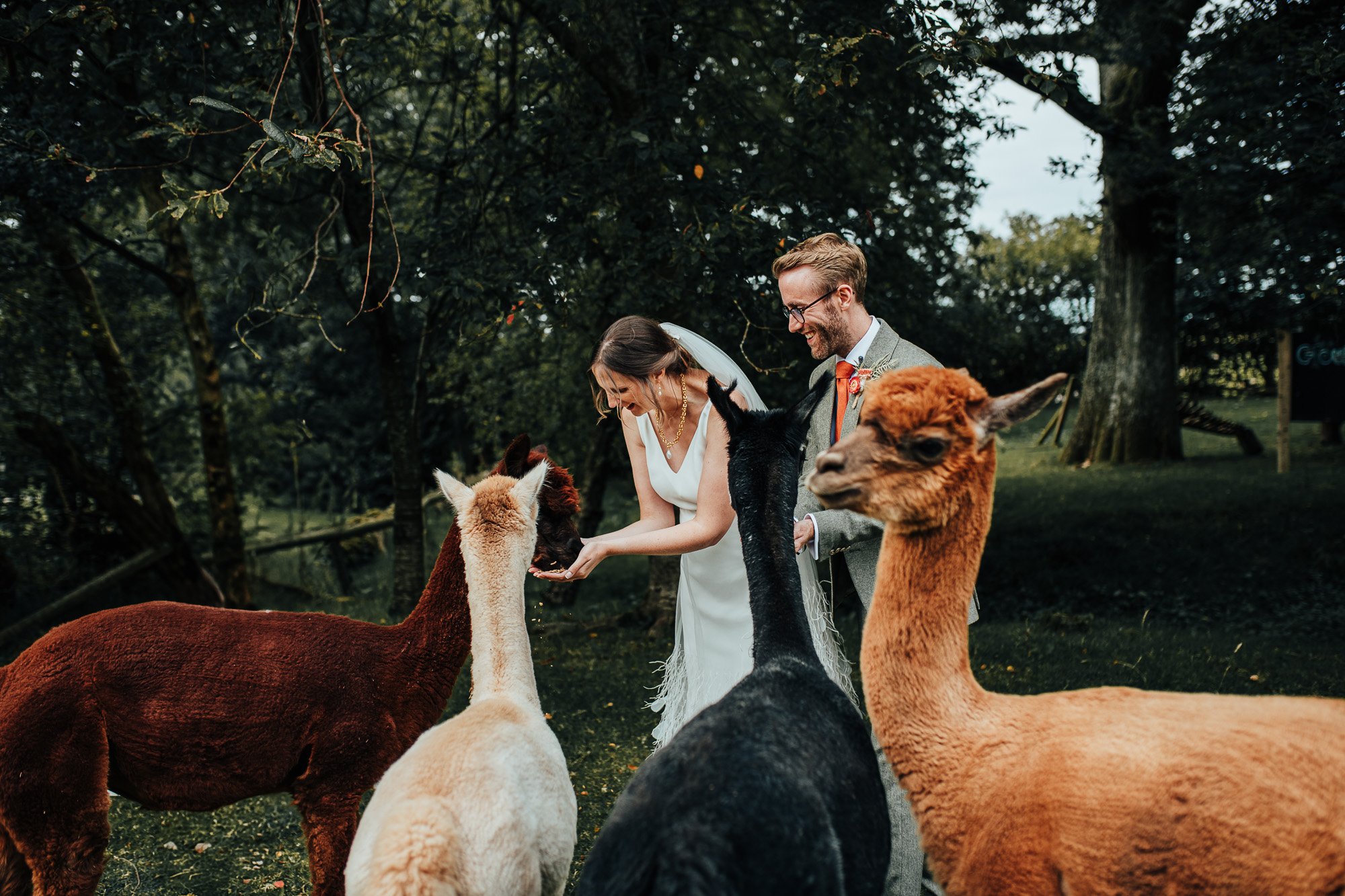 Bride and groom feeding alpacas outdoors in a wooded area.