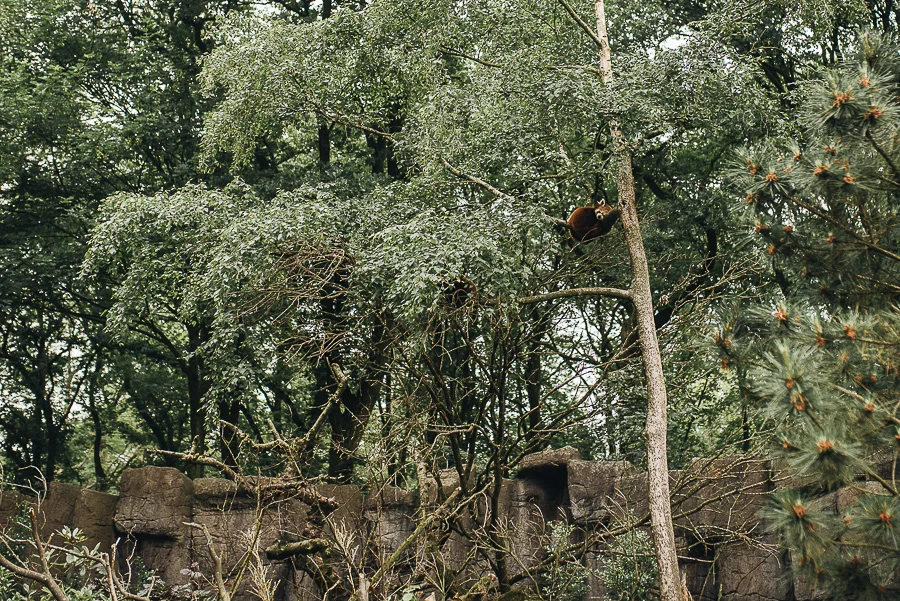 Spot the Red Panda...