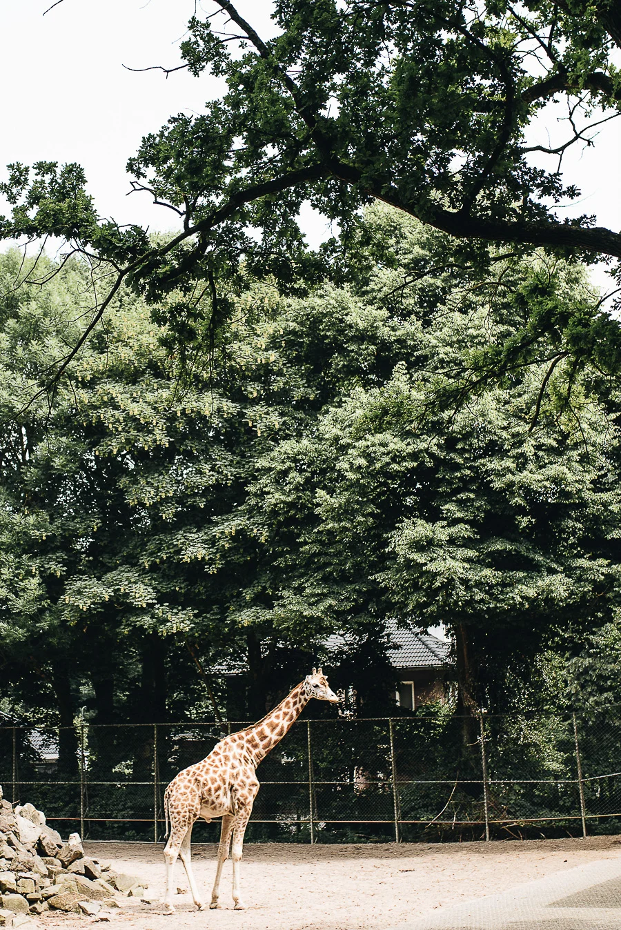 OurBeautifulAdventure-TravelBlog-OuwenhandsDierenpark-Holland-8598.jpg