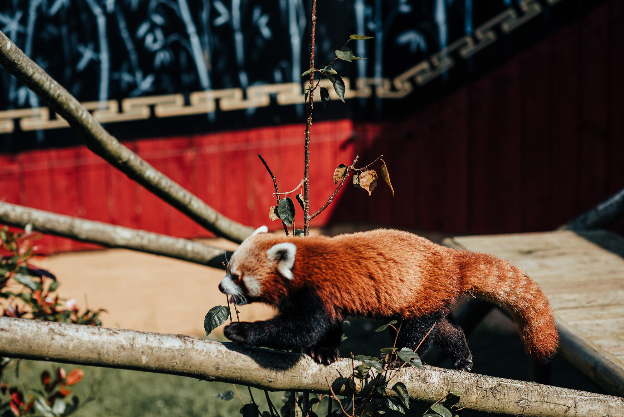 The gorgeous red panda.