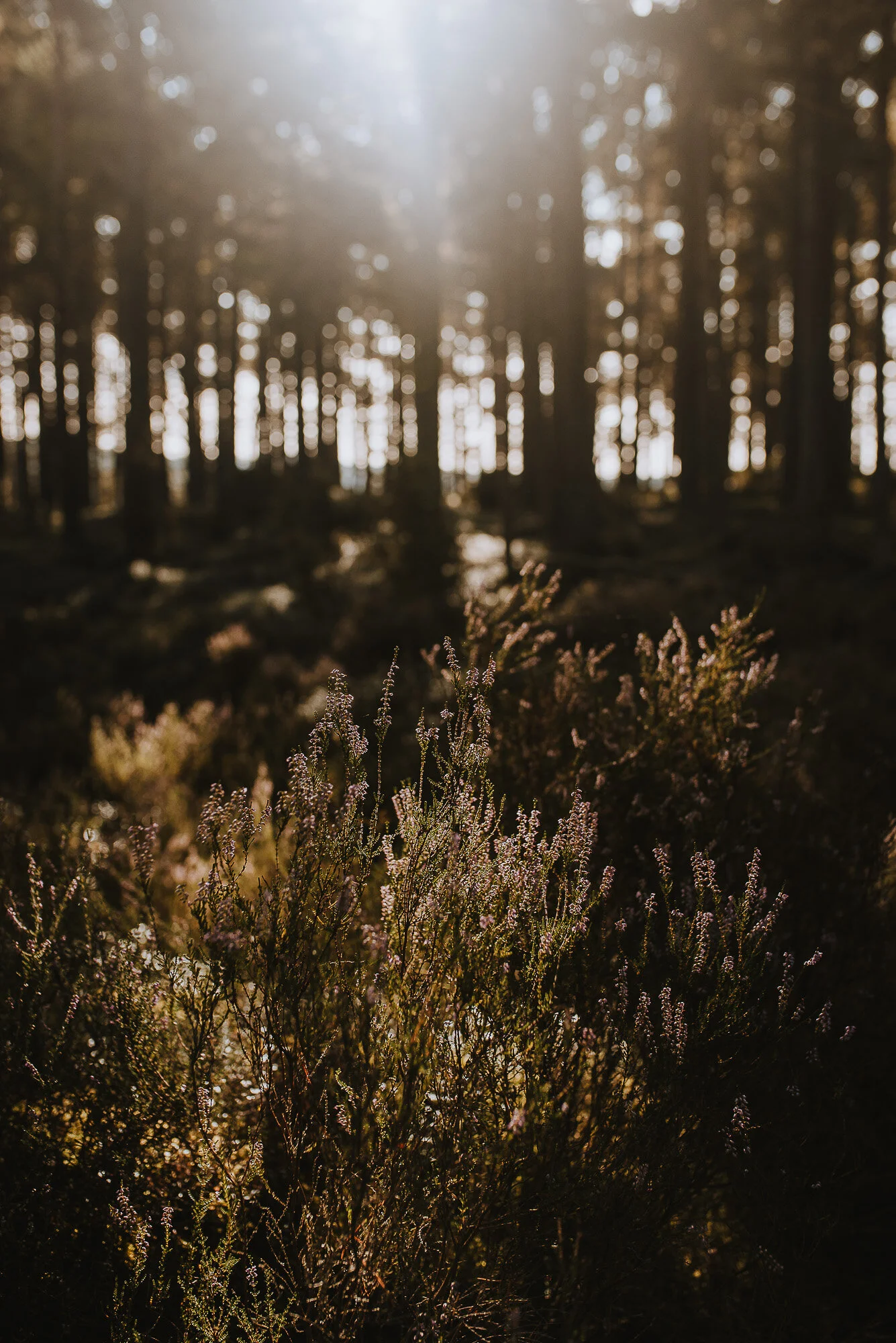 Scotland in Photos - Aviemore - Cairngorms - Travel Blog