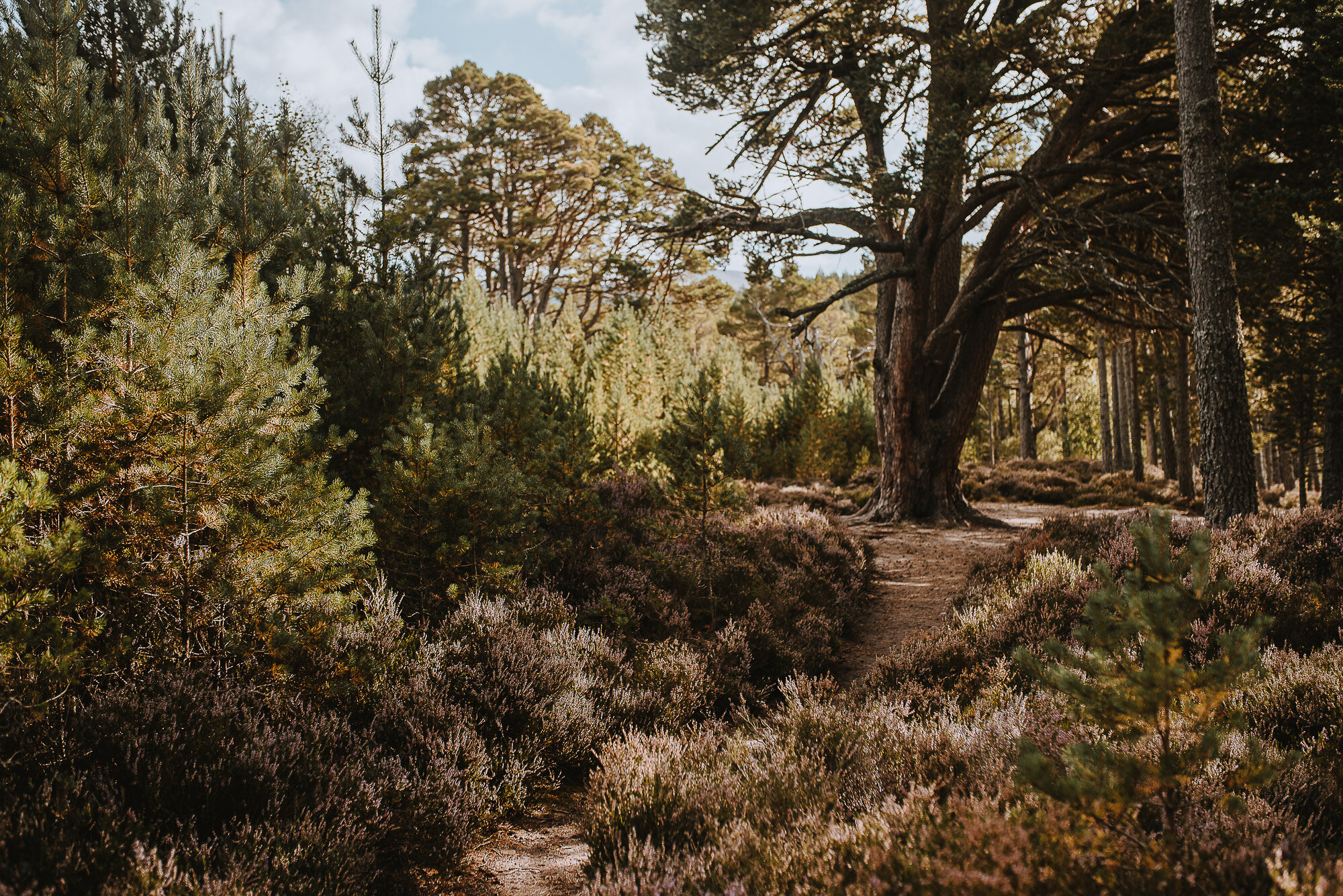 Scotland in Photos - Aviemore - Cairngorms - Travel Blog