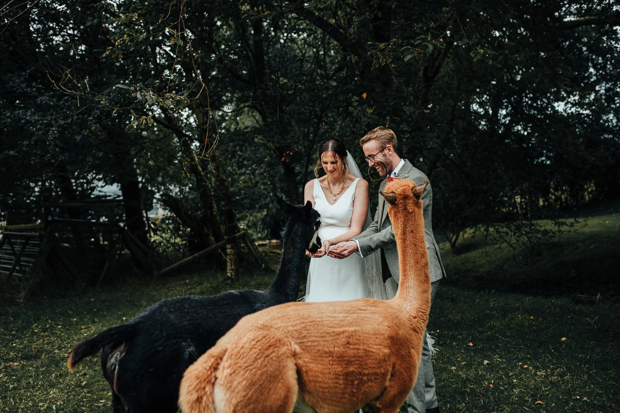 Wedding couple feeding alpacas in a forest setting.