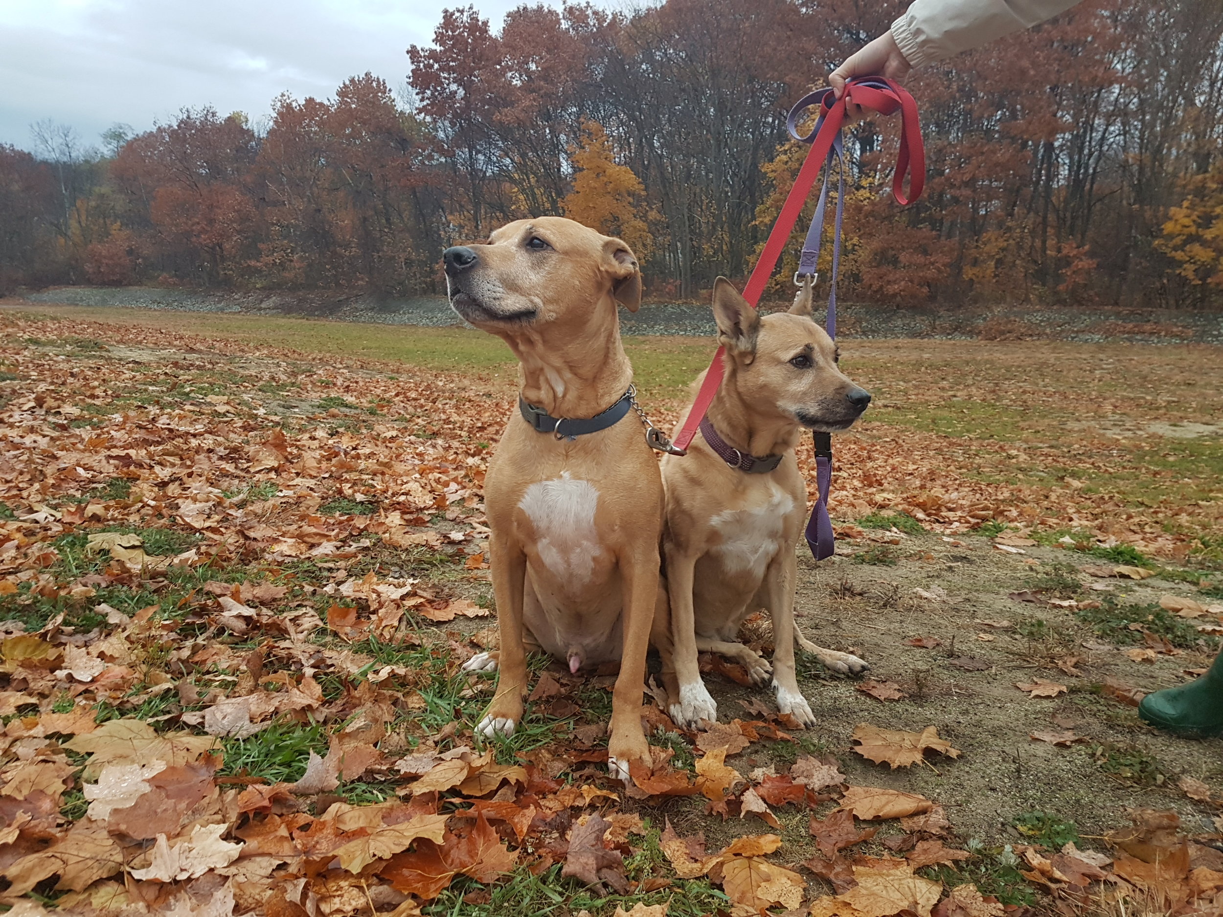 2016-11-09 16.11.05.jpg