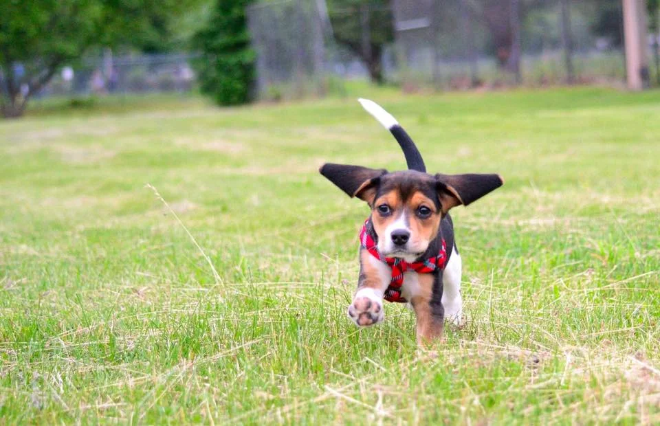 Dog Park Hearing- Conservation Commission