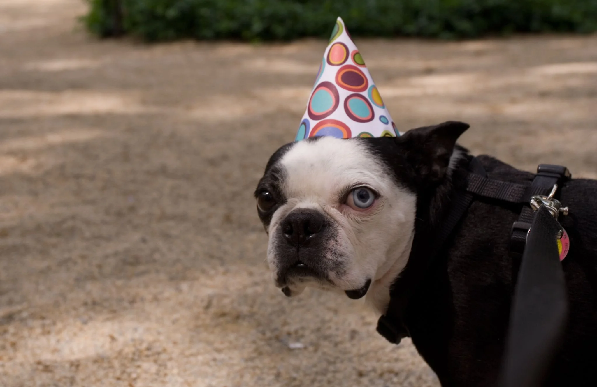 Dog Park Grand Opening Celebration on National Dog Day!