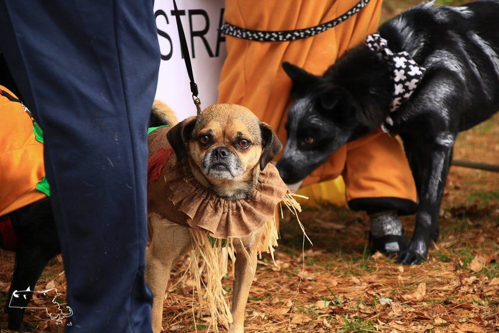 Sunday! Howl-O-Ween at the dog park- Oct 30th 10am-1pm