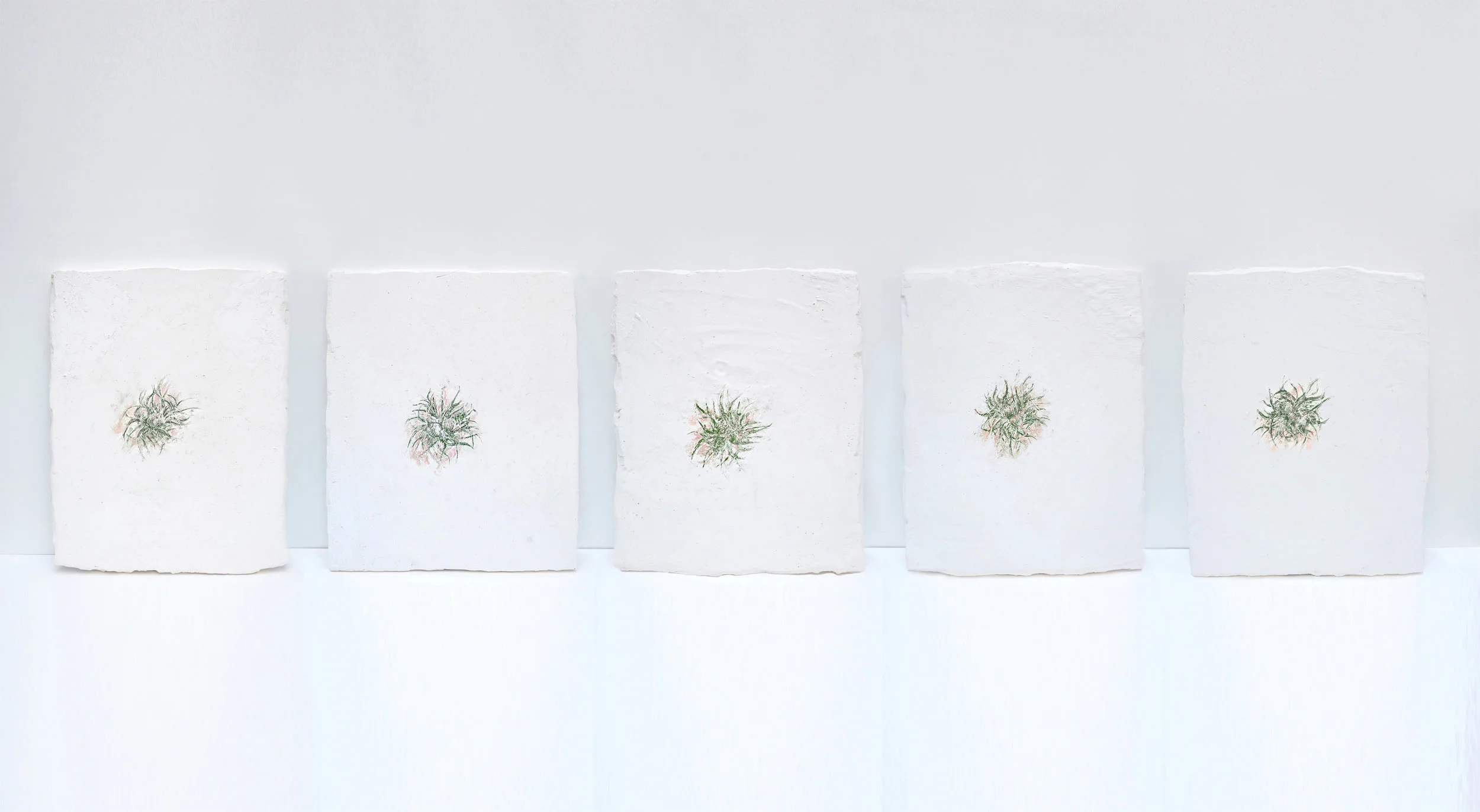 Solanne_Bernard-Shy_Blooms1-vue.jpg