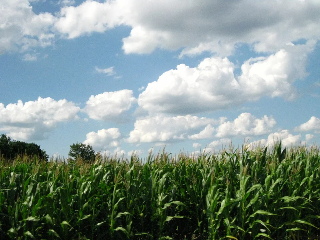 Ohio Cornfield.jpg