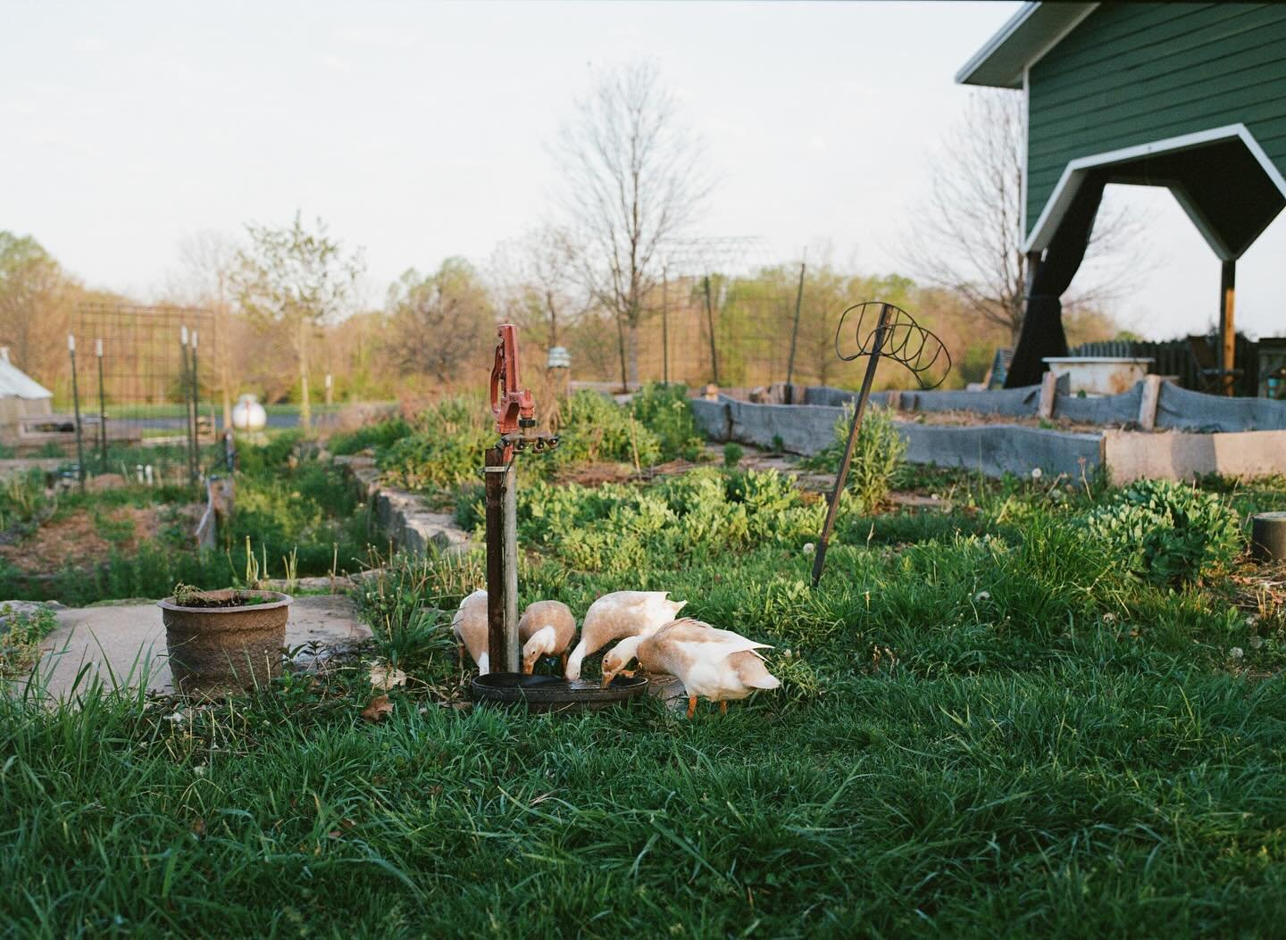 Medium format film work for Foxhollow Farm, shot on Portra 400. Came for the cows but the ducks stole the show!